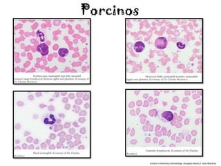 Porcinos




           Schalm's Veterinary Hematology ;Douglass Weiss,K. Jane Wardrop
 