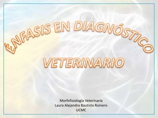 Morfofisiología Veterinaria
Laura Alejandra Bautista Romero
             UCMC
 
