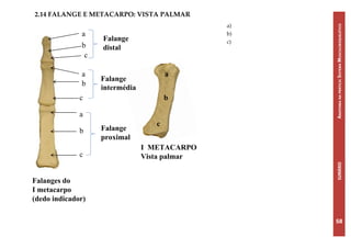 Falanges Netter Atlas de-anatomia | PDF