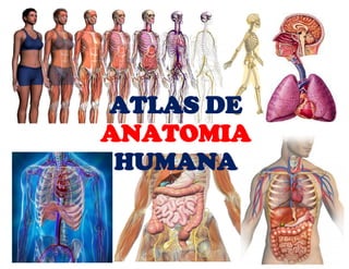 ATLAS DE
ANATOMIA
HUMANA
 