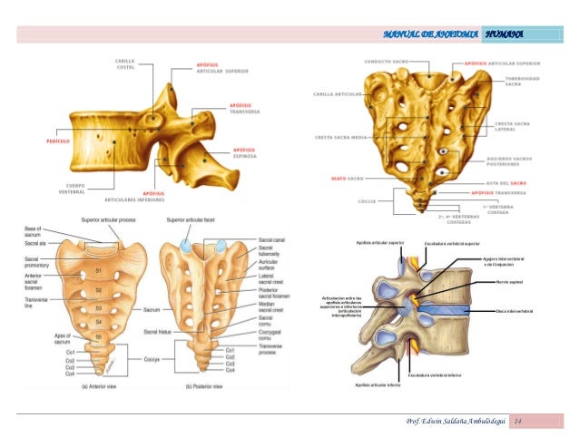 Atlas De Anatomia Humana Netter Pdf Portugues Download