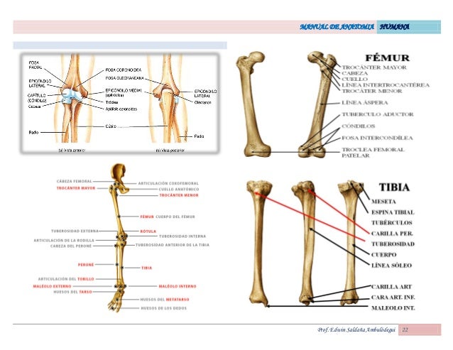 Atlas De Anatomia Humana Netter Pdf Free
