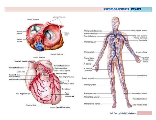 https://image.slidesharecdn.com/atlas-de-anatomia-humana-160323043148/95/atlas-de-anatomia-humana-44-638.jpg?cb=1458707546