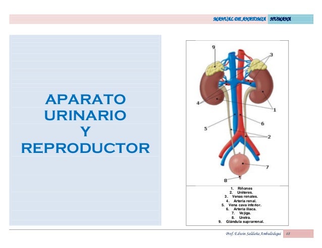 Anatomia y fisiologia humana tortora pdf gratis Anatomia y fisiologia humana tortora pdf gratis