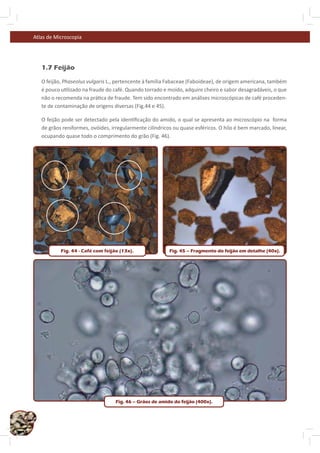 Atlas de Microscopia




        1.7 Feijão

        O feijão, Phaseolus vulgaris L., pertencente à família Fabaceae (Faboideae), de origem americana, também
        é pouco u lizado na fraude do café. Quando torrado e moído, adquire cheiro e sabor desagradáveis, o que
        não o recomenda na prá ca de fraude. Tem sido encontrado em análises microscópicas de café proceden-
        te de contaminação de origens diversas (Fig.44 e 45).

        O feijão pode ser detectado pela iden ﬁcação do amido, o qual se apresenta ao microscópio na forma
        de grãos reniformes, ovóides, irregularmente cilíndricos ou quase esféricos. O hilo é bem marcado, linear,
        ocupando quase todo o comprimento do grão (Fig. 46).




                Fig. 44 - Café com feijão (13x).               Fig. 45 – Fragmento do feijão em detalhe (40x).




                                        Fig. 46 – Grãos de amido do feijão (400x).


32
 