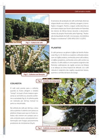 Café torrado e moído




                                                       O processo de produção de café contempla diversas
                                                       etapas desde sua cultura, colheita, secagem, à torre-
                                                       fação e moagem. Porém, a seguir, serão descritas as
                                                       principais etapas que foram observadas em fazendas
                                                       do interior de Minas Gerais durante o desenvolvi-
                                                       mento do projeto ﬁnanciado pela Fapemig: “Avalia-
                                                       ção da Qualidade do Café: microscopia, microbió ca
                                                       fúngica e ocratoxinas” (CAG APQ-1191-3.12/07).

                     Fig.1 – Cultura de café


                                                       PLANTIO

                                                       O café pertence ao gênero Coﬀea da família Rubia-
                                                       ceae (Fig.1 e 2). Dentre as espécies cul vadas desta-
                                                       cam-se Coﬀea arabica, conhecida como café arábica,
                                                       e Coﬀea canephora, conhecida como café conilon ou
                                                       robusta. O café arábica é uma espécie originária das
                                                       ﬂorestas subtropicais da região serrana da E ópia
                                                       e se adequa ao clima tropical de al tude. Já o café
                                                       robusta é originário das regiões equatoriais baixas,
                                                       quentes e úmidas da bacia do Congo.
                  Fig.2 – Cafeeiro em floração



                                      Fig.3 – Estádios de maturação
COLHEITA

O café está pronto para a colheita
quando os frutos a ngem o estádio
“cereja”, no qual o fruto maduro apre-
senta-se vermelho ou amarelo confor-
me a variedade (Fig.3). A colheita pode
ser realizada por derriça manual no
pano ou mecanizada.

Na colheita do café por derriça, a área
sob as plantas é coberta com panos ou
plás cos limpos para que os frutos co-
lhidos não entrem em contato com o
solo, evitando assim, uma possível con-
taminação com fungos possivelmente
produtores de micotoxinas (Fig.4).

                                      Fig.4 – Colheita manual do café por derriça
                                                                                                               9
 