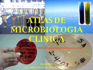 ATLAS DE MICROBIOLOGIA CLINICA ELABORO: Q.C WILLIANS SANCHEZ RODRIGUEZ HTTP://QUIMICOSCLINICOSXALAPA04.SPACES.LIVE.COM/ 