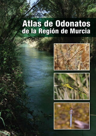 Atlas de Odonatos
de la Región de Murcia
 