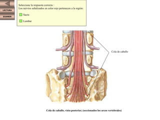 LECTURA
EXAMEN
Seleccione la respuesta correcta :
Los nervios señalizados en color rojo pertenecen a la región:
Sacra
Lumbar
Cola de caballo
Cola de caballo, vista posterior, (seccionados los arcos vertebrales)
 