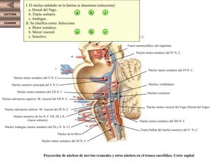 LECTURA
EXAMEN
Proyección de núcleos de nervios craneales y otros núcleos en el tronco encefálico. Corte sagital
XI
X
XII
IX
VI
VIII
VII
V
III
IV
Sustancia negra
Núcleo rojo
Núcleos del III N. C.
Tracto mesencefálico del trigémino
Núcleo motor somático del IV N. C.
Núcleo motor somático del VI N. C.
Núcleos vestibulares
Núcleos cocleares
Núcleo motor visceral del Vago (Dorsal del Vago)
Núcleo motor somático del XII N. C
Tracto bulbar del núcleo sensitivo del V N. C
Núcleo motor somático del XI N. C
Núcleo de la Oliva
Núcleo Ambiguo (motor somático del IX y X N. C)
Núcleo sensitivo de los N. C VII, IX y X.
(tracto solitario)
Núcleo salivatorio inferior. M. visceral del IX N. C
Núcleo salivatorio superior. M. visceral del VII N. C
Núcleo motor somático del VII N. C
Núcleo sensitivo principal del V N. C
Núcleo motor somático del V N. C
I. El núcleo señalado en la lámina se denomina (seleccione)
a. Dorsal del Vago.
b. Tracto solitario.
c. Ambiguo.
II. Se clasifica como: Seleccione
a. Motor somático.
b. Motor visceral.
c. Sensitivo
a b c
a b c
 