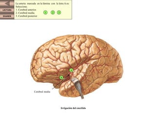 LECTURA
EXAMEN
Cerebral media
Irrigación del encéfalo
La arteria marcada en la lámina con la letra A es:
Seleccione.
1. Cerebral anterior.
2. Cerebral media.
3. Cerebral posterior
1 2 3
A
B
 
