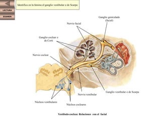 LECTURA
EXAMEN Ganglio geniculado
(facial)
Nervio facial
Ganglio vestibular o de Scarpa
Ganglio coclear o
de Corti
Nervio vestibular
Nervio coclear
Núcleos cocleares
Núcleos vestibulares
Vestíbulo-coclear. Relaciones con el facial
Identifica en la lámina los núcleos cocleares
Identifica en la lámina el ganglio vestibular o de Scarpa
 