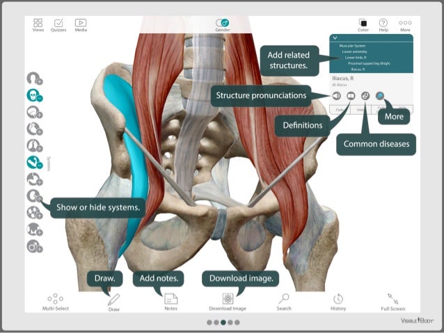 HUMAN ANATOMY ATLAS VS COMPLETE ANATOMY visual data 7