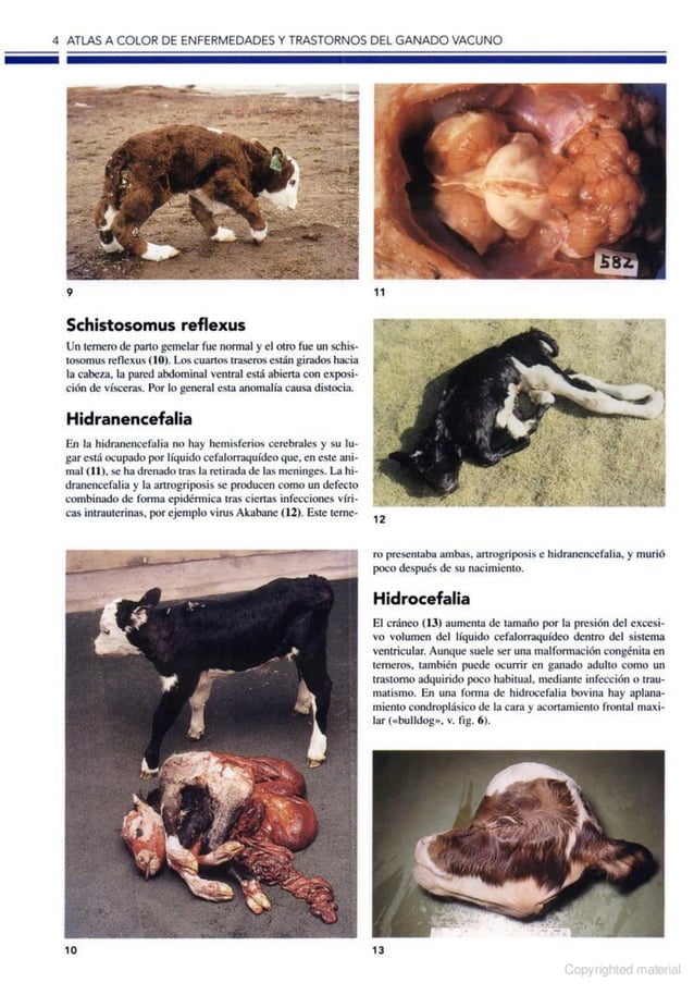 Atlas a color de enfermedades y trastornos del ganado vacuno, 2ed PDF