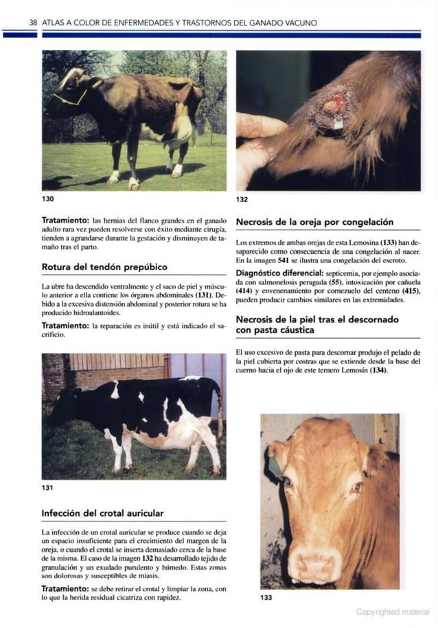 Atlas a color de enfermedades y trastornos del ganado vacuno, 2ed PDF