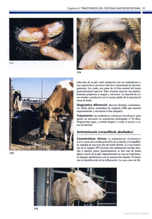 Atlas a color de enfermedades y trastornos del ganado vacuno, 2ed PDF