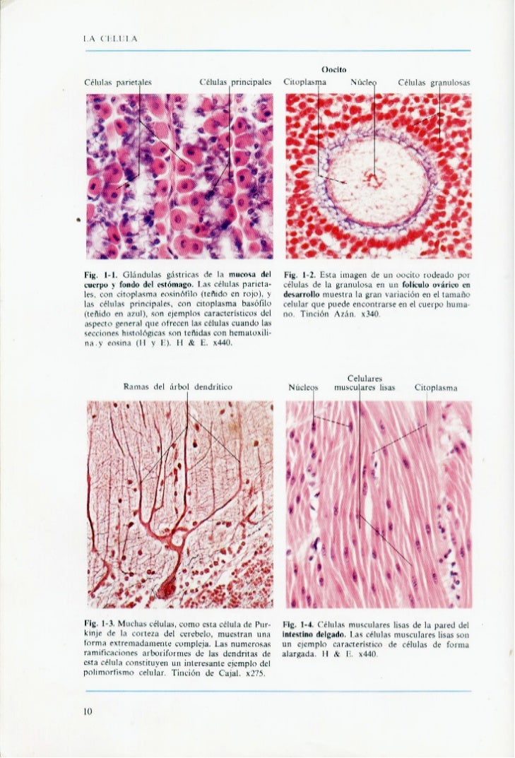 Atlas A Color De Histologia Geneser