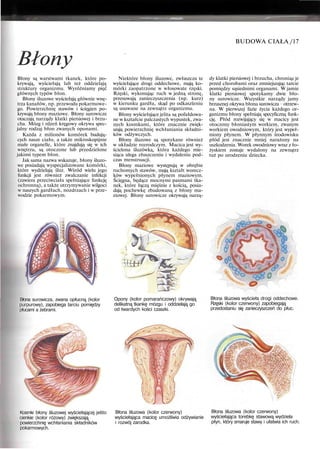 Błony
BUDOWA CIAŁA /17
Błony są warstwami tkanek, które po-
krywają, wyściełają lub też oddzielają
struktury organizmu. Wyróżniamy pięć
głównych typów błon.
Błony śluzowe wyściełają głównie wnę-
trza kanałów, np. przewodu pokarmowe-
go. Powierzchnię stawów i ścięgien po-
krywają błony maziowe. Błony surowicze
otaczają narządy klatki piersiowej i brzu-
cha. Mózg i rdzeń kręgowy okrywa spec-
jalny rodzaj błon zwanych oponami.
Każda z milionów komórek budują-
cych nasze ciało, a także mikroskopijnie
małe organelle, które znajdują się w ich
wnętrzu, są otoczone lub przedzielone
jakimś typem błon.
Jak sama nazwa wskazuje, błony śluzo-
we posiadają wyspecjalizowane komórki,
które wydzielają śluz. Wśród wielu jego
funkcji jest również zwalczanie infekcji
(zawiera przeciwciała spełniające funkcję
ochronną), a także utrzymywanie wilgoci
w naszych gardłach, nozdrzach i w prze-
wodzie pokarmowym.
Niektóre błony śluzowe, zwłaszcza te
wyściełające drogi oddechowe, mają ko-
mórki zaopatrzone w włosowate rzęski.
Rzęski, wykonując ruch w jedną stronę,
przesuwają zanieczyszczenia (np. kurz)
w kierunku gardła, skąd po odkaszleniu
są usuwane na zewnątrz organizmu.
Błony wyściełające jelita są pofałdowa-
ne w kształcie palczastych wypustek, zwa-
nych kosmkami, które znacznie zwięk-
szają powierzchnię wchłaniania składni-
ków odżywczych.
Błony śluzowe są spotykane również
w układzie rozrodczym. Macica jest wy-
ścielona śluzówką, która każdego mie-
siąca ulega złuszczeniu i wydaleniu pod-
czas menstruacji.
Błony maziowe występują w obrębie
ruchomych stawów, mają kształt worecz-
ków wypełnionych płynem maziowym.
Ścięgna, będące mocnymi pasmami tka-
nek, które łączą mięśnie z kością, posia-
dają pochewkę zbudowaną z błony ma-
ziowej. Błony surowicze okrywają narzą-
dy klatki piersiowej i brzucha, chroniąc je
przed chorobami oraz zmniejszając tarcie
pomiędzy sąsiednimi organami. W jamie
klatki piersiowej spotykamy dwie bło-
ny surowicze. Wszystkie narządy jamy
brzusznej okrywa błona surowicza otrzew-
na. W pierwszej fazie życia każdego or-
ganizmu błony spełniają specyficzną funk-
cję. Płód rozwijający się w macicy jest
otoczony błoniastym workiem, zwanym
workiem owodniowym, który jest wypeł-
niony płynem. W płynnym środowisku
płód jest znacznie mniej narażony na
uszkodzenia. Worek owodniowy wraz z ło-
żyskiem zostaje wydalony na zewnątrz
tuż po urodzeniu dziecka.
Błona surowicza, zwana opłucną (kolor
purpurowy), zapobiega tarciu pomiędzy
płucami a żebrami.
Opony (kolor pomarańczowy) okrywają
delikatną tkankę mózgu i oddzielają go
od twardych kości czaszki.
Błona śluzowa wyścieła drogi oddechowe.
Rzęski (kolor czerwony) zapobiegają
przedostaniu się zanieczyszczeń do płuc.
Kosmki błony śluzowej wyściełającej jelito
cienkie (kolor różowy) zwiększają
powierzchnię wchłaniania składników
pokarmowych.
Błona śluzowa (kolor czerwony)
wyściełająca macicę umożliwia odżywianie
i rozwój zarodka.
Błona śluzowa (kolor czerwony)
wyściełająca torebkę stawową wydziela
płyn, który smaruje stawy i ułatwia ich ruch.
 