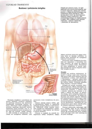 112/UKŁAD TRAWIENNY
Budowa i położenie żołądka Żołądek jest położony wyżej, niż sądzi
większość ludzi-leżytuż pod przeponą. Jest
to worek mięśniowy, służący jako zbiornik
jedzenia, ze śliską warstwą okrywającą oraz
pofałdowaną błoną wewnętrzną, która
warstwą śluzu chroni się przed własnymi,
kwaśnymi sokami trawiennymi. Soki
przekształcają trafiające do żołądka jedzenie
w papkę, która następnie przez pierścień
mięśniowy - zwieracz odźwiernika
- przechodzi do dwunastnicy.
Płuca
Przełyk
Wątroba
Przepona
Śledziona
Warstwa śluzu
wyścielającego
żołądek
Fałdy błony wewnętrznej
zawierającej komórki
wydzielające śluz
i soki trawienne
Śliska warstwa —
okrywająca
Podłużne -—
i okrężne warstwy mięśni
Pomiędzy żołądkiem i przełykiem nie
można odnaleźć struktury podobnej
do typowego zwieracza (np. pierścienia
mięśniowego tworzącego zwieracz od-
bytu). Powrotowi treści żołądkowej do
przełyku zapobiega aktywność warstwy
mięśniowej ściany przełyku oraz to, że
przy przechodzeniu przez przeponę rur-
ka, jaką jest przełyk, zostaje zaciśnię-
ta. Jeśli zawiodą te mechanizmy, do-
chodzi do wystąpienia refluksów, czyli
j
ściany żołądka
zarzucania treści żołądkowej do prze-
łyku.
Lekarze używają pojęcia refluks, gdy
w jakimkolwiek miejscu w organizmie
następuje przepływ płynu w złym kierun-
ku. Jakkolwiek refluks kwaśnej zawar-
tości żołądka jest najpospolitszy, podob-
ne problemy mogą pojawić się również
w innych układach.
Chociaż ze względu na częstość wy-
stępowania refluks żołądkowy (dający
objawy nazywane potocznie zgagą) uzna-
wany bywa za zjawisko normalne, to
jednak może prowadzić do wystąpienia
zaburzeń trawiennych.
Zarzucanie treści żołądkowej do prze-
łyku jest najczęstsze u niemowląt oraz
ludzi starszych, ale często też dokucza
osobom w średnim wieku. Powodować
też może dolegliwości w okresie ciąży,
gdy powiększona macica wypycha zawar-
tość żołądka do góry.
Żołądek
Żołądek jest workiem mięśniowym, le-
żącym w górnej części jamy brzusznej.
Jego górna część zwana wpustem łączy się
z przełykiem, a dolna, czyli odźwiernik,
z dwunastnicą - pierwszą częścią jelita
cienkiego. Ściana żołądka składa się z gru-
bej warstwy mięśni, wyłożonej specjalną
błoną śluzową z licznymi fałdami.
Żołądek jest przede wszystkim zbior-
nikiem pokarmu. Błona wyściełająca wy-
twarza duże ilości specjalnego soku, który
rozpoczyna trawienie, a zawiera kwas
i enzymy. Jedzenie jest mieszane w żo-
łądku z sokiem tak długo, aż powsta-
nie miazga, która następnie zostaje prze-
pchnięta do dwunastnicy. W miejscu po-
łączenia tych dwóch organów widoczny
jest rodzaj pierścienia utworzonego z mięś-
ni (zwieracz odźwiernika); w chwili roz-
kurczu przepuszcza on miazgę pokarmo-
wą do dwunastnicy. Następnie jest ona
przepychana przez dalsze odcinki jelita,
aż zostanie całkowicie rozłożona.
Zwieracz odźwiernika nadzorujący wyjś-
cie z żołądka nigdy nie jest całkowicie
zamknięty. Tak więc podczas przecho-
dzenia fali perystaltycznej przez żołądek
małe ilości jego treści stale wydostają się
do jelita cienkiego.
 
