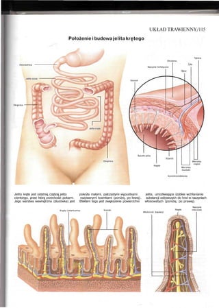 UKŁAD TRAWIENNY/115
Położenie i budowa jelita krętego
Dwunastnica
Jelito czcze
Okrężnica
Jelito kręte
Okrężnica
Gruczoł
Otrzewna
Tętnica
Naczynie limfatyczne
Światło jelita
Rzęski
Warstwy
mięśni
Warstwy
śluzówki
Komórkiśródbłonka
Jelito kręte jest ostatnią częścią jelita pokryta małymi, palczastymi wypustkami jelita, umożliwiające szybkie wchłanianie
cienkiego, przez którą przechodzi pokarm. nazywanymi kosmkami (poniżej, po lewej). substancji odżywczych do krwi w naczyniach
Jego warstwa wewnętrzna (śluzówka) jest Efektem tego jest zwiększenie powierzchni włosowatych (poniżej, po prawej).
Krypty Lieberkuxhna Kosmki
Włośniczki (kapilary)
Rzęski
Naczynie
mleczowe
 