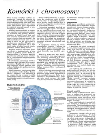 Komórki i chromosomy
Ciało każdego dorosłego osobnika jest
zbudowane z ponad stu milionów ko-
mórek. Średnica tych mikroskopijnych
struktur wynosi średnio jedną setną mili-
metra. Żadna komórka nie jest w stanie
sama funkcjonować poza organizmem
(z wyjątkiem sztucznej hodowli w labo-
ratoryjnych warunkach).
Komórki organizmu różnią się rozmia-
rem, kształtem oraz strukturą w zależno-
ści od funkcji, jaką spełniają. Komórki
mięśniowe są długie i wąskie. Mają zdol-
ność kurczenia się i rozkurczania, dzięki
czemu organizm może się poruszać. Jest
wiele komórek nerwowych, które są także
długie i wąskie, ale ich rola polega na
przekazywaniu impulsów. Okrągłe, czer-
wone krwinki transportują tlen i dwu-
tlenek węgla, a koliste komórki trzustki
produkują hormon zwany insuliną.
Wszystkie komórki organizmu, pomi-
mo różnic w funkcjonowaniu, są zbu-
dowane w podobny sposób. Każda jest
otoczona błoną, a jej wnętrze wypełnia
galaretowata substancja zwana cytoplaz-
mą, w której osadzone jest jądro posiada-
jące chromosomy.
W cytoplazmie, zawierającej od 70 do
80 procent wody, zachodzą liczne procesy
chemiczne. Znajduje się w niej również
wiele drobnych struktur zwanych orga-
nellami. Każda z nich spełnia odmienną
i ważną funkcję.
Błona komórkowa jest porowata i skła-
da się z trzech warstw: białka, tłuszczu
i białka. Substancje, które przedostają się
do wnętrza lub na zewnątrz komórki,
zostają rozpuszczone w tłuszczach lub też
przechodzą przez porowatą, półprzepusz-
czalną błonę.
Budowa komórki
Cytoplazma - galaretowata
substancja w której są
zawieszone drobne struktury
zwane organellami
Jąderko-
wytwarza białka
niezbędne do
podziału komórki
Jądro-zawiera
informacje
genetyczne
(w chromosomach)
Błona jądrowa
Błony niektórych komórek są zaopat-
rzone we włoskowate rzęski. W jamie
nosowej rzęski te wychwytują cząsteczki
kurzu. Potrafią również poruszać się w tę
samą stronę, mogą więc unosić substancje
w określonym kierunku.
Cytoplazma wszystkich komórek za-
wiera mikroskopijne organy - mitochond-
ria. Ich zadaniem jest przetwarzanie tlenu
i składników pokarmowych w energię nie-
zbędną do wszystkich procesów zachodzą-
cych w komórce. Mitochondria produkują
energię dzięki kompleksom białkowym -
enzymom. Ich funkcją jest przyspiesza-
nie reakcji chemicznych. Najwięcej mito-
chondriów występuje w komórkach mięś-
niowych.
W cytoplazmie znajdują się również
mikroskopijne lizosomy. Zawierają en-
zymy, dzięki którym wykorzystują obec-
ne w komórce składniki pokarmowe. Naj-
więcej lizosomów mają komórki wątro-
by.
Substancje wytworzone przez komór-
kę, a potrzebne w innej części organizmu
(np. hormony), gromadzą się w struk-
turach zwanych aparatami Golgiego.
Wiele komórek ma całą sieć drobnych
kanalików, które spełniają rolę ich wewnę-
trznego „szkieletu". Wszystkie komórki
zawierają reticulum endoplazmatyczne,
będące systemem błon wypełniających
cytoplazmę.
Wzdłuż reticulum są rozsiane sferyczne
struktury zwane rybosomami. Organelle
kontrolują syntezę białek koniecznych do
życia wszystkich komórek. Białka są nie-
zbędne jako materiał budulcowy. Stano-
wią także część enzymów aktywizują-
cych procesy chemiczne oraz biorą udział
Mitochondrium-
wytwarzaenergięna
potrzeby komórki
Reticulum endoplazma-
tyczne-systemkanalików
pomiędzyjądrem a ścianą
komórki
Rybosom -wytwarza
białka na potrzeby
komórki
Lizosom-
gromadzi enzymy
Pory-umożliwiają
przenikanie substancji
downętrzaina
zewnątrz komórki
Błona komórkowa
w wytwarzaniu złożonych cząstek, takich
jak hormony.
Chromosomy
Każde jądro komórkowe zawiera infor-
macje genetyczne zakodowane w związku
chemicznym, zwanym kwasem dezoksy-
rybonukleinowym (DNA), który wcho-
dzi w skład chromosomów. Każdy chro-
mosom posiada tysiące genów. Gen za-
wiera informację dotyczącą syntezy okreś-
lonego białka. Dane białko może mieć
niewielki wpływ na komórkę, podobnie
jak i na złożoną strukturę organizmu.
Jednak od jednego białka może zależeć,
czy ktoś ma piwne, czy niebieskie oczy,
kręcone lub proste włosy, normalną albo
albinotyczną skórę.
Z wyjątkiem dojrzałych czerwonych
krwinek, które tracą chromosomy w koń-
cowej fazie procesu ich formowania,
a także komórek rozrodczych (jajeczka
i plemniki) zawierających połowę mate-
riału genetycznego, każda komórka czło-
wieka ma 46 chromosomów zgrupowa-
nych w 23 pary. Jeden chromosom z każ-
dej pary pochodzi od matki, a drugi
od ojca. Komórki rozrodcze (jajeczka
i plemniki) mają tylko połowę liczby
chromosomów, dzięki czemu w chwili
zapłodnienia nowy osobnik będzie miał
właściwą ich liczbę.
Geny wpływają na kształtowanie no-
wego organizmu ludzkiego już od mo-
mentu zapłodnienia. Chromosomy ojca
determinują płeć. W zależności od ich
kształtu wyróżniamy chromosomy X i Y.
Jajeczko zawiera tylko chromosom X.
Męskie komórki rozrodcze posiadają
chromosom X albo Y. Jeżeli plemnik
zawierający chromosom X zapłodni ja-
jeczko z chromosomem X, urodzi się
dziewczynka. W wyniku połączenia ja-
jeczka z plemnikiem zawierającym chro-
mosom Y urodzi się chłopiec.
Podział komórki
DNA zawarty w chromosomach oprócz
tego, że zawiera kod genetyczny, ma
również możliwości replikacyjne. Dzięki
temu komórki ulegają podwojeniu, a in-
formacja jest przekazywana z jednego po-
kolenia na drugie.
Proces podziału komórki, w czasie któ-
rego następuje jej podwojenie, jest nazy-
wany mitozą. Zapłodnione jajeczko ulega
takim podziałom, co w konsekwencji daje
możliwość powstania dorosłego organiz-
mu. Zużyte komórki są zastępowane no-
wymi.
Chromosomy komórki, która nie ulega
podziałowi, są niewidoczne. W chwili
zbliżania się podziału, chromosomy stają
się krótsze oraz grubsze, uwidaczniają się
jako parzyste struktury, które następnie
rozdzielają się. Każda potowa przesuwa
się do przeciwległego krańca komórki.
W końcowym etapie podziałowi ulega
cytoplazma i formują się błony dwóch
 