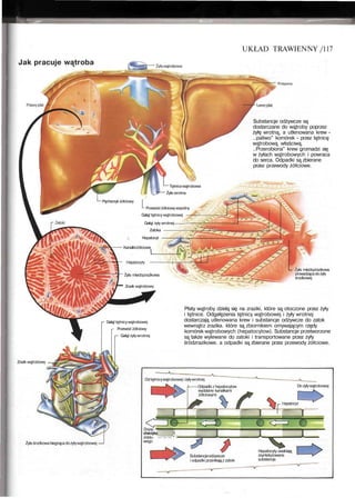 UKŁAD TRAWIENNY /117
Jak pracuje wątroba
Przepona
Substancje odżywcze są
dostarczane do wątroby poprzez
żyłę wrotną, a utlenowana krew -
..paliwo" komórek - przez tętnicę
wątrobową właściwą.
..Przerobiona" krew gromadzi się
w żyłach wątrobowych i powraca
do serca. Odpadki są zbierane
przez przewody żółciowe.
Tętnicawątrobowa
_ Żyła wrotna
Pęcherzyk żółciowy
Przewód żółciowywspólny
Gałąź tętnicy wątrobowej —
Gałąź żyty wrotnej
:
—
Zatoka
.:. Hepatocyt
Kanalikiżółciowe
Żyła miedzyzrazikowa
Zrazik wątrobowy
Gałąź tętnicy wątrobowej
- Przewód żółciowy
Gałąź żyływrotnej
Zrazik wątrobowy
Żyła miedzyzrazikowa
prowadzącadożyły
środkowej
Płaty wątroby dzielą się na zraziki, które są otoczone przez żyły
i tętnice. Odgałęzienia tętnicy wątrobowej i żyły wrotnej
dostarczają utlenowana krew i substancje odżywcze do zatok
wewnątrz zrazika. które są zbiornikiem omywającym rzędy
komórek wątrobowych (hepatocytow). Substancje przetworzone
są także wylewane do zatoki i transportowane przez żyły
śródzrazikowe. a odpadki są zbierane przez przewody żółciowe.
Żyłaśrodkowabiegnącadożyływątrobowej
Odtętnicywątrobowej i żyływrotnej
I Odpadki z hepatocytow
wydalane kanalikami
żółciowymi
Do żyływątrobowej
Dopę- .
cherzyka I
żóldo- — — — * -
wego
Substancjeodżywcze
i odpadki przenikają z zatoki
Hepatocyty uwalniają
zsyntetyzowane
substancje
 