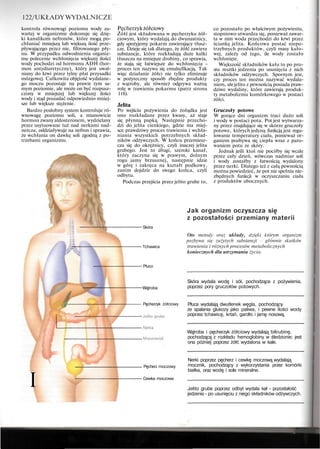 122/UKŁADYWYDALNICZE
kontrola równowagi poziomu wody za-
wartej w organizmie dokonuje się dzię-
ki kanalikom nefronów, które mogą po-
chłaniać mniejszą lub większą ilość prze-
pływającego przez nie, filtrowanego pły-
nu. W przypadku odwodnienia organiz-
mu polecenie wchłonięcia większej ilości
wody pochodzi od hormonu ADH (hor-
mon antydiuretyczny), który jest uwal-
niany do krwi przez tylny płat przysadki
mózgowej. Całkowita objętość wydalane-
go moczu pozostaje na prawie tym sa-
mym poziomie, ale może on być rozpusz-
czony w mniejszej lub większej ilości
wody i stąd posiadać odpowiednio mniej-
sze lub większe stężenie.
Bardzo podobny system kontroluje ró-
wnowagę poziomu soli, a mianowicie
hormon zwany aldosteronem, wydzielany
przez usytuowane tuż nad nerkami nad-
nercza, oddziaływuje na nefron i sprawia,
że wchłania on dawkę soli zgodną z po-
trzebami organizmu.
Pęcherzykżółciowy
Żółć jest składowana w pęcherzyku żół-
ciowym, który wydalają do dwunastnicy,
gdy spożyjemy pokarm zawierający tłusz-
cze. Dzieje się tak dlatego, że żółć zawiera
substancje, które rozkładają duże kulki
tłuszczu na mniejsze drobiny, co sprawia,
że stają się łatwiejsze do wchłonięcia -
proces ten nazywa się emulsyfikacją. Tak
więc działanie żółci nie tylko eliminuje
w pożyteczny sposób zbędne produkty
z wątroby, ale również odgrywa ważną
rolę w trawieniu pokarmu (patrz strona
118).
Jelita
Po wejściu pożywienia do żołądka jest
ono rozkładane przez kwasy, aż staje
się płynną papką. Następnie przecho-
dzi do jelita cienkiego, gdzie ma miej-
sce prawdziwy proces trawienia i wchła-
niania wszystkich potrzebnych skład-
ników odżywczych. W końcu przemiesz-
cza się do okrężnicy, czyli inaczej jelita
grubego. Jest to długi, szeroki kanał,
który zaczyna się w prawym, dolnym
rogu jamy brzusznej, następnie idzie
w górę i zakręca na kształt podkowy,
zanim dojdzie do swego końca, czyli
odbytu.
Podczas przejścia przez jelito grube to,
Skóra
Tchawica
co pozostało po właściwym pożywieniu,
stopniowo utwardza się, ponieważ zawar-
ta w nim woda przechodzi do krwi przez
ściankę jelita. Końcowa postać niepo-
trzebnych produktów, czyli masy kało-
wej, zależy od tego, ile wody zostało
wchłonięte.
Większość składników kału to po pro-
stu resztki jedzenia po usunięciu z nich
składników odżywczych. Spornym jest,
czy proces ten można nazywać wydala-
niem, alejelito z pewnością posiada praw-
dziwe wydaliny, które zawierają produk-
ty metabolizmu komórkowego w postaci
żółci.
Gruczoły potowe
W gorące dni organizm traci dużo soli
i wody w postaci potu. Pot jest wytwarza-
ny przez znajdujące się w skórze gruczoły
potowe, których jedyną funkcją jest regu-
lowanie temperatury ciała, ponieważ or-
ganizm pozbywa się ciepła wraz z paro-
waniem potu ze skóry.
Jednak jeśli ktoś nie pociłby się wcale
przez cały dzień, wówczas nadmiar soli
i wody zostałby z łatwością wydalony
przez nerki. Dlatego też z całą pewnością
można powiedzieć, że pot nie spełnia nie-
zbędnych funkcji w oczyszczaniu ciała
z produktów ubocznych.
Ptuco
Wątroba
- Pęcherzyk żółciowy
I
Pęcherz moczowy
Cewka moczowa
Jak organizm oczyszcza się
z pozostałości przemiany materii
Oto metody oraz układy, dzięki którym organizm
pozbywa się zużytych substancji głównie skutków
trawienia i różnych procesów metabolicznych
koniecznych dla utrzymania życia.
Skóra wydala wodę i sól, pochodzące z pożywienia,
poprzez pory gruczołów potowych.
Płuca wydalają dwutlenek węgla, pochodzący
ze spalania glukozy jako paliwa, i pewne ilości wody
poprzez tchawicę, krtań, gardło i jamę nosową.
Wątroba i pęcherzyk żółciowy wydalają bilirubinę,
pochodzącą z rozkładu hemoglobiny w śledzionie; jest
ona później poprzez żółć wydalona w kale.
Nerki poprzez pęcherz i cewkę moczową wydalają
mocznik, pochodzący z wykorzystania przez komórki
białka, oraz wodę i sole mineralne.
Jelito grube poprzez odbyt wydala kał - pozostałość
jedzenia - po usunięciu z niego składników odżywczych.
 