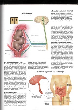 Kontrola jelit
Zwieracz wew
Zwieracz zewnęlr/n,
odbytu
Odbyt
Jak dochodzi do usunięcie kału
W czasie gdy kał zbliża się do końca
swojej wędrówki wzdłuż jelit, stopniowo
staje się coraz gęstszy, ponieważ płyny są
wchłaniane przez organizm, a stałe od-
pady popychane w kierunku odbytnicy.
Na końcu odbytu znajdują się dwa pier-
ścienie mięśni zwane zwieraczami - we-
wnętrzny i zewnętrzny. Zwykle te dwa
zwieracze zamykają odbyt, ale w trakcie
wypróżnienia, czyli usuwania kału, roz-
luźniają się, zezwalając w ten sposób na
jego wyjście. Zwieracz wewnętrzny (który
jest kontrolowany przez układ autonomi-
czny), gdy stwierdzi obecność kału, roz-
luźnia się, umożliwiając mu przejście do
odbytu. Zwieracz zewnętrzny jest celowo
zamknięty (zdolność, której uczymy się
w okresie niemowlęcym) aż do dogod-
nego momentu, w którym możemy wyda-
lić kał. Aby ułatwić mu wyjście z odbytu,
tkanka wyściełająca kanał wydziela płyn
nawilżający zwany śluzem.
Wyrostek robaczkowy
Wyrostek robaczkowy jest wąskim frag-
mentem jelita w kształcie rurki przypomi-
nającej ogon, która jest umiejscowiona na
początku jelita grubego. Koniuszek wy-
rostka jest zamknięty, drugi koniec łą-
czy się z jelitem ślepym. Wyrostek może
mieć długość do 10 centymetrów i około
1 centymetra średnicy. Występuje tylko
u ludzi, pewnych gatunków małp i u wom-
batów. Inne zwierzęta w tym samym
Poniżej: Wyrostek robaczkowy jest
bezużyteczną częścią jelita grubego
o nieznanych funkcjach.
Jedynym momentem, kiedy odczuwamy,
że posiadamy ten fragment jelit, jest jego
stan zapalny (zbliżenie w kółku).
UKŁADY WYDALNICZE /125
Kontrola jelit jest kierowana przez mózg,
który przesyła sygnały do mięśnia zwieracza
zewnętrznego, aby pozostawał zamknięty
do czasu, kiedy zaistnieje możliwość
wypróżnienia się. Sygnały te nawet przez
kilka godzin tłumią chęć pozbycia się kału.
miejscu co wyrostek robaczkowy posia-
dają narząd, który funkcjonuje jako do-
datkowy żołądek i w którym błonnik,
czyli włóknista część roślin, jest trawiony
przez bakterie. Można sądzić, że w trak-
cie naszej ewolucji w ciągu wieków, wraz
ze spożywaniem mniejszej ilości błonnika
zastępowanego mięsem, ten specjalny na-
rząd nie był już potrzebny w procesie
trawienia. Z tych powodów wyrostek
robaczkowy może być opisany jako po-
zostałość po procesie ewolucji człowieka.
Zapalenie wyrostka robaczkowego
Wiadomości, jakie posiadamy na temat
wyrostka robaczkowego, zdają się prze-
czyć sobie nawzajem. Z jednej strony
wydaje się, że jego głównym zadaniem,
które wyznaczyła mu natura, jest obrona
przed infekcją w niższej części jelit. Po-
dobnie jak migdałki i węzły limfatycz-
ne, zawiera dużo tkanki chłonnej służącej
do tego celu, równocześnie jednak
w chwili, gdy wyrostek robaczkowy ulega
zakażeniu, następuje zapalenie, którego
skutkiem może być konieczność jego usu-
nięcia. Z drugiej strony posiadanie wyro-
stka robaczkowego nie jest koniecznym
warunkiem naszego zdrowia. Wyrostek
może zostać usunięty we wczesnym okre-
sie życia, co nie odbija się na funkc-
jonowaniu organizmu.
W warunkach fizjologicznych wyros-
tek robaczkowy niemal zupełnie się kur-
czy w wieku około 40 lat.
Położenie wyrostka robaczkowego
Okręznica
poprzeczna
Wyrostek robaczkowy
w stanie zapalnym
Odbytnica
Okręznica
esowata
 