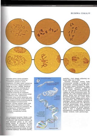BUDOWA CIAŁA/19
Najbardziej istotne różnice pomiędzy
dwoma typami podziału komórki są
przedstawione powyżej w dużym
powiększeniu. W czasie mejozy (sekwencja
górna) chromosomy ulegają podwojeniu,
układają się w pary i splatają. Następuje
podział i chromosomy odsuwają się od
siebie, dając nowe komórki rozrodcze.
Zawierają one połowę informacji
genetycznej koniecznej do powstania
nowego organizmu. Druga połowa zostaje
uzupełniona w chwili zapłodnienia.
W procesie mitozy (dolna sekwencja) pary
chromosomów dzielą się na dwie identyczne
części, następnie połowy przemieszczają się
do przeciwległych końców komórki.
W wyniku równego podziału każda nowa
komórka zawiera kompletną informację
genetyczną niezbędną przy powielaniu się
czy zastępowaniu istniejących komórek
organizmu. Ilustracja (po prawej)
przedstawia szczegółową budowę
chromosomu.
nowo powstałych komórek. Każda z nich
posiada właściwą liczbę chromosomów.
Codziennie wiele komórek zamiera, ale
dzięki procesowi mitozy są one zastę-
powane innymi. W zależności od typu
komórki podziały następują z różnym
natężeniem. Komórki nerwowe, w tym te,
z których zbudowanyjest mózg, nie mają
możliwości replikacji. Komórki wątroby,
' Chromosomy w jądrze
Struktura
chromosomuzbudowanego
ze splątanych nici DNA
chromosomu
w znacznym
powiększeniu
Odcinki DNA
są zwane genami.
Każdy z genów _
zawiera informację
o budowie białka

Pojedyncza nić DNA
naskórka i krwi ulegają całkowitej wy-
mianie kilka razy w roku.
Komórki zawierające połowę liczby
chromosomów powstają w wyniku inne-
go podziału - zwanego mejozą. W pierw-
szym etapie mejozy chromosomy ulega-
ją pogrubieniu i podziałowi, podobnie
jak w mitozie. Następnie układają się
w pary w taki sposób, że chromosom ojca
znajduje się obok chromosomu matki. Po
spleceniu się z sobą następuje kolejny ich
podział. Każdy nowy chromosom posia-
da zarówno geny ojca, jak i matki. Nowo
powstałe komórki ulegają jeszcze jedne-
mu podziałowi, dając komórki rozrodcze
zawierające połowę właściwej człowieko-
wi liczby chromosomów (23). Wymiana
materiału genetycznego, która następuje
w czasie mejozy, sprawia, że dzieci nie są
całkowicie podobne do swoich rodziców.
Każde z nich, z wyjątkiem bliźniaków
jednojajowych, posiada jedyną w swoim
rodzaju strukturę kodu genetycznego.
 
