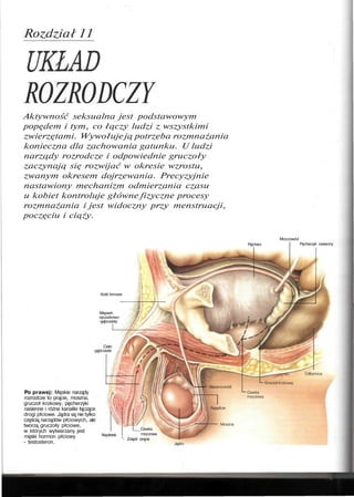 Rozdział 11
ROZRODCZY
Aktywność seksualna jest podstawowym
popędem i tym, co łączy ludzi z wszystkimi
zwierzętami. Wywołujeją potrzeba rozmnażania
konieczna dla zachowania gatunku. U ludzi
narządy rozrodcze i odpowiednie gruczoły
zaczynają się rozwijać w okresie wzrostu,
zwanym okresem dojrzewania. Precyzyjnie
nastawiony mechanizm odmierzania czasu
u kobiet kontroluje główne fizyczne procesy
rozmnażania i jest widoczny przy menstruacji,
poczęciu i ciąży.
Moczowód
Kość łonowa
Mięsień
opuszkowo-
-gąbczasty
Ciało
gąbczaste /,
Po prawej: Męskie narządy
rozrodcze to prącie, moszna,
gruczoł krokowy, pęcherzyki
nasienne i różne kanaliki łączące
drogi płciowe. Jądra są nie tylko
częścią narządów płciowych, ale
tworzą gruczoły płciowe,
w których wytwarzany jest
męski hormon płciowy
- testosteron.
Napletek
Pęcherz Pęcherzyk nasienny
Cewka
moczowa
L
- Zolądź prącia
Jądro
 