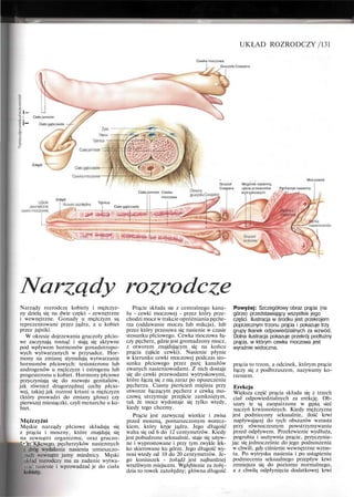 UKŁAD ROZRODCZY /131
Cewka moczowa
Gruczoły Cowpera
I—
i—
.s I Ciała jamiste
Ciato gąbczaste
Zołądź
Zołądź
Ciała jamiste Cewka
moczowa
» . , . Moczowód
Gruczoł Wzgórek nasienny,
Cowpera ujścia przewodów Pęcherzyk nasienny
wytryskowych /. , <  _ I
Tętnica
Ciało gąbczaste
Narządy rozrodcze
Narządy rozrodcze kobiety i mężczyz-
ny dzielą się na dwie części - zewnętrzne
i wewnętrzne. Gonady u mężczyzn są
reprezentowane przez jądra, a u kobiet
przez jajniki.
W okresie dojrzewania gruczoły płcio-
we zaczynają rosnąć i stają się aktywne
pod wpływem hormonów gonadotropo-
wych wytwarzanych w przysadce. Hor-
mony na zmianę stymulują wytwarzanie
hormonów płciowych: testosteronu lub
androgenów u mężczyzn i estrogenu lub
progesteronu u kobiet. Hormony płciowe
przyczyniają się do rozwoju genitaliów,
jak również drugorzędnej cechy płcio-
wej, takiej jak rozrost krtani u mężczyzn
(który prowadzi do zmiany głosu) czy
pierwszej miesiączki, czyli menarche u ko-
biet.
Mężczyźni
Męskie narządy płciowe składają się
z prącia i moszny, które znajdują się
na zewnątrz organizmu, oraz gruczo-
"•'m^Kjkcwcgo, pęcherzyków nasiennych
i dróg wydalania nasienia umieszczo-
nych wewnątrz jamy miednicy. Męski
układ rozrodczy ma za zadanie wytwa-
rzać nasienie i wprowadzać je do ciała
kobiety.
Prącie składa sie z centralnego kana-
łu - cewki moczowej - przez który prze-
chodzi mocz w trakcie opróżniania pęche-
rza (oddawanie moczu lub mikcja), lub
przez który przesuwa się nasienie w czasie
stosunku płciowego. Cewka moczowa łą-
czy pęcherz, gdzie jest gromadzony mocz,
z otworem znajdującym się na końcu
prącia (ujście cewki). Nasienie płynie
w kierunku cewki moczowej podczas sto-
sunku płciowego przez parę kanałów
zwanych nasieniowodami. Z nich dostaje
się do cewki przewodami wytryskowymi,
które łączą się z nią zaraz po opuszczeniu
pęcherza. Ciasny pierścień mięśnia przy
otworze łączącym pęcherz z cewką mo-
czową utrzymuje przejście zamkniętym,
tak że mocz wydostaje się tylko wtedy,
kiedy tego chcemy.
Prącie jest zazwyczaj wiotkie i zwisa
przed moszną, pomarszczonym worecz-
kiem, który kryje jądra. Jego długość
waha się od 6 do 12 centymetrów. Kiedy
jest pobudzone seksualnie, staje się sztyw-
ne i wyprostowane i przy tym zwykle lek-
ko skierowane ku górze. Jego długość wy-
nosi wtedy od 10 do 20 centymetrów. Je-
go koniuszek - żołądź jest najbardziej
wrażliwym miejscem. Wgłębienie za żołę-
dzia to rowek zażołędny; główna długość
Powyżej: Szczegółowy obraz prącia (na
górze) przedstawiający wszystkie jego
części. Ilustracja w środku jest przekrojem
poprzecznym trzonu prącia i pokazuje trzy
grupy tkanek odpowiedzialnych za wzwód.
Dolna ilustracja pokazuje przekrój podłużny
prącia, w którym cewka moczowa jest
wyraźnie widoczna.
prącia to trzon, a odcinek, którym prącie
łączy się z podbrzuszem, nazywamy ko-
rzeniem.
Erekcja
Większa część prącia składa się z trzech
ciał odpowiedzialnych za erekcję. Ob-
szary te są zaopatrzone w gęstą sieć
naczyń krwionośnych. Kiedy mężczyzna
jest podniecony seksualnie, ilość krwi
napływającej do tych obszarów wzrasta
przy równoczesnym powstrzymywaniu
przed odpływem. Przekrwienie wydłuża,
pogrubia i usztywnia prącie, przyczynia-
jąc się jednocześnie do jego podnoszenia
w chwili, gdy ciśnienie wewnętrzne wzras-
ta. Po wytrysku nasienia i po ustąpieniu
podniecenia seksualnego przepływ krwi
zmniejsza się do poziomu normalnego,
a z chwilą odpłynięcia dodatkowej krwi
 