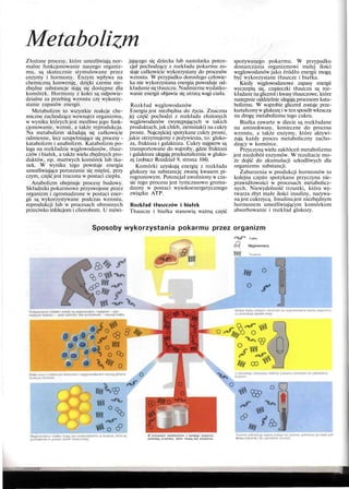 Metabolizm
Złożone procesy, które umożliwiają nor-
malne funkcjonowanie naszego organiz-
mu, są skutecznie stymulowane przez
enzymy i hormony. Enzym wpływa na
chemiczną konwersję, dzięki czemu nie-
zbędne substancje stają się dostępne dla
komórek. Hormony z kolei są odpowie-
dzialne za przebieg wzrostu czy wykorzy-
stanie zapasów energii.
Metabolizm to wszystkie reakcje che-
miczne zachodzące wewnątrz organizmu,
w wyniku których jest możliwe jego funk-
cjonowanie, wzrost, a także reprodukcja.
Na metabolizm składają się całkowicie
odmienne, lecz uzupełniające się procesy -
katabolizm i anabolizm. Katabolizm po-
lega na rozkładzie węglowodanów, tłusz-
czów i białek, a także wielu zbędnych pro-
duktów, np. martwych komórek lub tka-
nek. W wyniku tego powstaje energia
umożliwiająca poruszanie się mięśni, przy
czym, część jest tracona w postaci ciepła.
Anabolizm obejmuje procesy budowy.
Składniki pokarmowe przyswojone przez
organizm i zgromadzone w postaci ener-
gii są wykorzystywane podczas wzrostu,
reprodukcji lub w procesach obronnych
przeciwko infekcjom i chorobom. U rozwi-
jającego się dziecka lub nastolatka poten-
cjał pochodzący z rozkładu pokarmu zo-
staje całkowicie wykorzystany do procesów
wzrostu. W przypadku dorosłego człowie-
ka nie wykorzystana energia powoduje od-
kładaniesiętłuszczu. Nadmiernewydatko-
wanie energii objawia się utratą wagi ciała.
Rozkład węglowodanów
Energia jest niezbędna do życia. Znaczna
jej część pochodzi z rozkładu złożonych
węglowodanów (występujących w takich
produktach, jak chleb, ziemniaki) na cukry
proste. Najczęściej spotykane cukry proste,
jakie otrzymujemy z pożywienia, to: gluko-
za, fruktoza i galaktoza. Cukry najpierw są
transportowane do wątroby, gdzie fruktoza
i galaktoza ulegają przekształceniu w gluko-
zę (zobacz Rozdział 9, strona 104).
Komórki uzyskują energię z rozkładu
glukozy na substancję zwaną kwasem pi-
rogronowym. Potencjał uwolniony w cza-
sie tego procesu jest tymczasowo groma-
dzony w postaci wysokoenergetycznego
związku ATP.
Rozkład tłuszczów i białek
Tłuszcze i białka stanowią ważną część
spożywanego pokarmu. W przypadku
dostarczania organizmowi małej ilości
węglowodanów jako źródło energii mogą
być wykorzystane tłuszcze i białka.
Kiedy węglowodanowe zapasy energii
wyczerpią się, cząsteczki tłuszczu są roz-
kładanena gliceroli kwasy tłuszczowe, które
następnie oddzielnie ulegają procesom kata-
bolizmu. W wątrobie glicerol zostaje prze-
kształconyw glukozę i w ten sposób wkracza
na drogę metabolizmu tego cukru.
Białka zawarte w diecie są rozkładane
na aminokwasy, konieczne do procesu
wzrostu, a także enzymy, które aktywi-
zują każdy proces metaboliczny zacho-
dzący w komórce.
Przyczyną wielu zakłóceń metabolizmu
jest niedobór enzymów. W rezultacie mo-
że dojść do akumulacji szkodliwych dla
organizmu substancji.
Zaburzenia w produkcji hormonów to
kolejna często spotykana przyczyna nie-
prawidłowości w procesach metabolicz-
nych. Niewydolność trzustki, która wy-
twarza zbyt małe ilości insuliny, nazywa-
na jest cukrzycą. Insulina jest niezbędnym
hormonem umożliwiającym komórkom
absorbowanie i rozkład glukozy.
Sposoby wykorzystania pokarmu przez organizm
iałka
Q Q Węglowodany
W procesach metabolizmu z każdego pokarmu
powstają produkty, które muszą być wydalona. W,koi 1 v^lh.l U, u
 