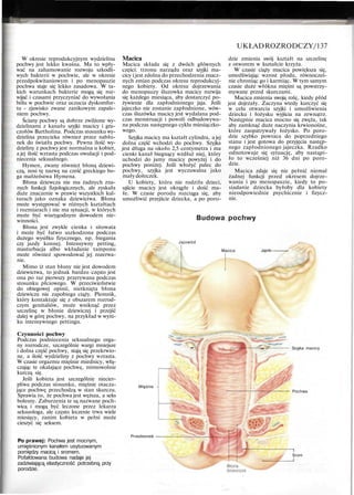 UKŁADROZRODCZY/137
W okresie reprodukcyjnym wydzielina
pochwy jest lekko kwaśna. Ma to wpły-
wać na zahamowanie rozwoju szkodli-
wych bakterii w pochwie, ale w okresie
przedpokwitaniowym i po menopauzie
pochwa staje się lekko zasadowa. W ta-
kich warunkach bakterie mogą się roz-
wijać i czasami przyczyniać do wywołania
bólu w pochwie oraz uczucia dyskomfor-
tu - zjawisko zwane zanikowym zapale-
niem pochwy.
Ściany pochwy są dobrze zwilżone wy-
dzielinami z kanału szyjki macicy i gru-
czołów Bartholina. Podczas stosunku wy-
dzielina przecieka również przez nabło-
nek do światła pochwy. Pewna ilość wy-
dzieliny z pochwy jest normalna u kobiet,
a jej ilość wzrasta podczas owulacji i pod-
niecenia seksualnego.
Hymen, zwany również błoną dziewi-
czą, nosi tę nazwę na cześć greckiego bo-
ga małżeństwa Hymena.
Błona dziewcza nie ma żadnych zna-
nych funkcji fizjologicznych, ale zyskała
duże znaczenie w prawie wszystkich kul-
turach jako oznaka dziewictwa. Błona
może występować w różnych kształtach
i rozmiarach i nie ma sytuacji, w których
może być wiarygodnym dowodem nie-
winności.
Błona jest zwykle cienka i sitowata
i może być łatwo uszkodzona podczas
dużego wysiłku fizycznego, np. biegania
czy jazdy konnej. Intensywny petting,
masturbacja albo wkładanie tamponu
może również spowodować jej rozerwa-
nie.
Mimo iż stan błony nie jest dowodem
dziewictwa, to jednak bardzo często jest
ona po raz pierwszy przerywana podczas
stosunku płciowego. W przeciwieństwie
do obiegowej opinii, nietknięta błona
dziewicza nie zapobiega ciąży. Plemnik,
który kontaktuje się z obszarem rozrod-
czym genitaliów, może wniknąć przez
szczelinę w błonie dziewiczej i przejść
dalej w górę pochwy, na przykład w wyni-
ku intensywnego pettingu.
Czynności pochwy
Podczas podniecenia seksualnego orga-
ny rozrodcze, szczególnie wargi mniejsze
i dolna część pochwy, stają się przekrwio-
ne, a ilość wydzieliny z pochwy wzrasta.
W czasie orgazmu mięśnie miednicy, włą-
czając te okalające pochwę, mimowolnie
kurczą się.
Jeśli kobieta jest szczególnie niecier-
pliwa podczas stosunku, mięśnie otacza-
jące pochwę przechodzą w stan skurczu.
Sprawia to, że pochwa jest węższa, a seks
bolesny. Zaburzenia te są nazwane poch-
wicą i mogą być leczone przez lekarza
seksuologa, ale często leczenie trwa wiele
miesięcy, zanim kobieta w pełni może
cieszyć się seksem.
Po prawej: Pochwa jest mocnym,
umięśnionym kanałem usytuowanym
pomiędzy macicą i sromem.
Pofałdowana budowa nadaje jej
zadziwiającą elastyczność potrzebną przy
porodzie.
Macica
Macica składa się z dwóch głównych
części: trzonu narządu oraz szyjki ma-
cicy i jest zdolna do przechodzenia znacz-
nych zmian podczas okresu reprodukcyj-
nego kobiety. Od okresu dojrzewania
do menopauzy śluzowka macicy rozwija
się każdego miesiąca, aby dostarczyć po-
żywienie dla zapłodnionego jaja. Jeśli
jajeczko nie zostanie zapłodnione, wów-
czas śluzówka macicy jest wydalana pod-
czas menstruacji i powoli odbudowywa-
na podczas następnego cyklu miesiączko-
wego.
Szyjka macicy ma kształt cylindra, a jej
dolna część wchodzi do pochwy. Szyjka
jest długa na około 2,5 centymetra i ma
cienki kanał biegnący wzdłuż niej, który
uchodzi do jamy macicy powyżej i do
pochwy poniżej. Jeśli włożyć palec do
pochwy, szyjka jest wyczuwalna jako
mały dołeczek.
U kobiety, która nie rodziła dzieci,
ujście macicy jest okrągłe i dość ma-
łe. W czasie porodu rozciąga się, aby
umożliwić przejście dziecka, a po poro-
dzie zmienia swój kształt na szczelinę
z otworem w kształcie krzyża.
W czasie ciąży macica powiększa się,
umożliwiając wzrost płodu, równocześ-
nie chroniąc go i karmiąc. W tym samym
czasie duże włókna mięśni są powstrzy-
mywane przed skurczami.
Macica zmienia swoją rolę, kiedy płód
jest dojrzały. Zaczyna wtedy kurczyć się
w celu otwarcia szyjki i umożliwienia
dziecku i łożysku wyjścia na zewnątrz.
Następnie macica mocno się zwęża, tak
aby zamknąć duże naczynia krwionośne,
które zaopatrywały łożysko. Po poro-
dzie szybko powraca do poprzedniego
stanu i jest gotowa do przyjęcia następ-
nego zapłodnionego jajeczka. Rzadko
odnotowuje się sytuację, aby nastąpi-
ło to wcześniej niż 36 dni po poro-
dzie.
Macica zdaje się nie pełnić niemal
żadnej funkcji przed okresem dojrze-
wania i po menopauzie, kiedy to po-
siadanie dziecka byłoby dla kobiety
nieodpowiednie psychicznie i fizycz-
nie.
Budowa pochwy
Jajowód
Macica Jajnik—
Mięśnie -
Przedsionek
Szyjka macicy
Pochwa
Srom
 