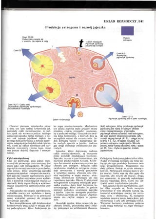 UKŁAD ROZRODCZY /141
Produkcja estrogenu i rozwój jajeczka
Dzień 25/26:
Ciałko żółte rozpada się
z powodu nie zajścia w ciążę
Dzień20
 t 1 dzień miesiączki:
Pęcherzyk jajnikowy
zaczynasięrozwijać
Poziom
estrogenu
Dzień 4/5:
Rozwijasię
pęcherzyk jajnikowy
Dzień 16/17: Ciałko żółte
(pozostałość pęcherzyka jajnikowego)
jest całkowicie rozwinięte
Jajnik
D
'"«•»
Dzień14:Owulacja
Dzień 12/13:
Pęcherzyk jajnikowy jest w pełni rozwinięty
Chociaż pierwsza miesiączka niesie
z sobą ten sam rodzaj krwawienia jak
pozostałe cykle menstruacyjne, to jed-
nak jajnik nie wytwarza jeszcze żadnego
dojrzałego jajeczka. Kilka miesięcy, a na-
wet rok zajmuje jajnikowi dojście do
pełnego funkcjonowania, a młodej dziew-
czynie osiągnięcie pełnej dojrzałości płcio-
wej, kiedy jej układ rozrodczy jest cał-
kowicie rozwinięty (mimo tego, musi
ona jeszcze dojrzeć fizycznie i emocjo-
nalnie).
Cykl miesiączkowy
Czas od pierwszego dnia jednej men-
struacji do pierwszego dnia następnej jest
znany jako cykl miesiączkowy. W czasie
tego cyklu narządy rozrodcze przechodzą
serię zmian, które umożliwiają jajeczku
opuszczeniejajnika i transport do macicy.
Jeśli jajeczko ulegnie zapłodnieniu przez
plemnik, będzie odżywiane przez wydzie-
liny z komórek wyściełających macicę aż
do chwili, kiedy zagnieździ się w wyściółce
macicy i zacznie być karmione przez krew
matki.
Jeśli jajeczko nie ulegnie zapłodnieniu,
wyściółka macicy jest wydalana z krwią
menstruacyjną. Pozwala to na powstanie
nowej wyściółki, gotowej do przyjęcia
następnego jajeczka.
Ten skomplikowany cykl działania jest
kontrolowany przez część w mózgu zwa-
ną podwzgórzem, które funkcjonuje ja-
ko zegar miesiączkowania. Mechanizm
ten działa poprzez mały gruczoł zwany
przednią częścią przysadki, usytuowa-
ny u podstawy mózgu. Gruczoł ten uwal-
nia kilka hormonów, z których dwa są
szczególnie ważne dla rozmnażania. Je-
den pobudza wzrost i dojrzewanie kil-
ku małych jajeczek w jajniku, podczas
gdy drugi stymuluje uwalnianie już doj-
rzałych.
Jajeczka, które dojrzewają podczas
cyklu miesiączkowania, są otoczone
przez komórki produkujące hormony.
Jajeczko, razem z tymi komórkami, jest
nazwane pęcherzykiem Graafa. Głów-
nym hormonem wytwarzanym przez pę-
cherzyk jest estrogen. Podczas cyklu
zwiększona produkcja estrogenu powo-
duje utworzenie i rozwój gruczołów
w wyściółce macicy. Zmienia ona rów-
nież wydzieliny w szyjce macicy, ułat-
wiając plemnikom wpłynięcie do niej
i spotkanie jajeczka. Około 15 dni przed
wystąpieniem następnej miesiączki przy-
sadka uwalnia dużą ilość hormonu lu-
teinizującego, który (około 36 godzin
później) pobudza uwalnianie jajeczka
z jajnika. Jajeczko następnie podróżu-
je wzdłuż jajowodu do macicy. Zapłod-
nienie ma zwykle miejsce w jajowo-
dzie.
Komórki jajnika, które utworzyły pę-
cherzyk Graafa, przechodzą teraz zmia-
ny, polegające na wchłanianiu tłuszczu.
Ilość estrogenu, który produkuje pęcherzyk
jajnikowy jest różna w każdym okresie
cyklu miesiączkowego. Z początku
pęcherzyk wytwarza bardzo mało estrogenu,
ale jego poziom stopniowo wzrasta, gdy
rozwija się pęcherzyk (A i B), i osiąga szczyt
w dniu 1 3. (C). W czasie owulacji (D)
poziom estrogenu nagle spada. Wzrasta
znowu, kiedy rozwija się ciałko żółte, i spada
po 20. dniu, chyba że jajeczko zostało
zapłodnione.
Od tej pory funkcjonują jako ciałko żółte.
Nadal wytwarzają estrogen, ale teraz do-
łączają do tego produkcję hormonu zwa-
nego progesteronem. Progesteron ma
dwie główne funkcje w cyklu miesiącz-
kowym. Pierwszą jest zmiana śluzu w szy-
jce macicy, który staje się zbyt gęsty dla
nasienia, aby weszło do macicy, drugą
jest sprawienie, że gruczoły wyściełające
macicę wydzielają płyn, który ma od-
żywiać nowo zapłodnione jajeczko.
Jeślijajeczko niejest zapłodnione, ciał-
ko żółte rozpada się. Małe naczynia
krwionośne w tym obszarze kurczą się,
komórki wyściełające macicę nie otrzy-
mują tlenu i obumierają. Są następnie
wydalane razem z pewną ilością krwi, gdy
menstruacja i cały cykl dobiegają końca.
Wszystkie hormony uwolnione podczas
cyklu mogą wpłynąć na zegar miesiącz-
kowania.
 