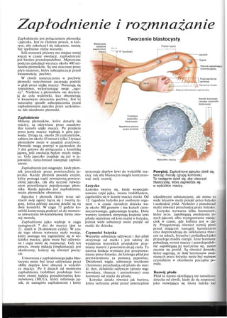 Zapłodnienie i rozmnażanie
Zapłodnienie jest połączeniem plemnika
i jajeczka. Jest to złożony proces, w któ-
rym, aby zakończył się sukcesem, muszą
być spełnione różne warunki.
Jeśii stosunek płciowy ma miejsce mniej
więcej w czasie owulacji, zapłodnienie
jest bardzo prawdopodobne. Mężczyzna
podczas ejakulacji wyrzuca około 400 mi-
lionów plemników. Są one otoczone przez
płyn nasienny, który zabezpiecza je przed
kwasowością pochwy.
W chwili umieszczenia w pochwie
plemniki natychmiast zaczynają podróż
w głąb przez szyjkę macicy. Poruszają się
żywiołowo, wykorzystując swoje „ogo-
ny". Niektóre z plemników nie dociera-
ją do celu wędrówki, lecz obumierają
w kwasowym otoczeniu pochwy. Jest to
naturalny sposób zabezpieczenia przed
zapłodnieniem jajeczka przez uszkodzo-
ne lub niezdrowe plemniki.
Zapłodnienie
Miliony plemników, które dotarły do
macicy, są odżywiane przez zasadowy
śluz kanału szyjki macicy. Po przejściu
przez jamę macicy wędrują w górę jajo-
wodu. Droga ta, około 20 centymetrów,
zabiera im około 45 minut i tylko 2 tysiące
plemników może w zasadzie przetrwać.
Plemniki mogą przeżyć w jajowodzie do
3 dni gotowe do połączenia z komórką
jajową, jeśli owulacja będzie miała miejs-
ce. Gdy jajeczko znajduje się już w ja-
jowodzie, natychmiast następuje zapłod-
nienie.
Zapłodnieniejest osiągnięte, kiedy plem-
nik przeniknie przez powierzchnię ja-
jeczka. Każdy plemnik posiada enzym,
który pomaga topić zewnętrzną powierz-
chnię jajeczka, tak aby uczynić łatwiej-
szym przeniknięcie pojedynczego plem-
nika. Kiedy jajeczko jest zapłodnione,
reszta plemników obumiera.
Jajeczko i plemnik (który teraz od-
rzucił swój ogon) łączą się i tworzą zy-
gotę, która później zacznie dzielić się na
dwie komórki. W ciągu 72 godzin ko-
mórki kontynuują podział aż do momen-
tu utworzenia 64-komórkowej formy zwa-
nej morulą.
Zapłodnione jajko wędruje w ciągu
następnych 7 dni do macicy (jest to
21. dzień w 28-dniowym cyklu). W cza-
sie tego okresu wytwarza mały występ,
który pomaga mu zagnieździć się w wy-
ściółce macicy, gdzie może być odżywia-
ne i ciąża może się rozpocząć. Gdy ten
proces, zwany nidacją (implantacją), jest
ukończony, kończy się również poczę-
cie.
Utworzona z zapłodnionegojajka blas-
tocysta może być teraz odżywiana przez
obfity dopływ krwi obecnej w wyściół-
ce macicy. Po 4 dniach od momentu
zapłodnienia trofoblast produkuje hor-
mon zwany ludzką gonadotropiną kos-
mówkową (HCG), który informuje jaj-
nik, że nastąpiło zapłodnienie i który
Blastocysta
zatopiona ,
wwyściótce ,
M
°
r u l a
, , ..
macicy '
z b l t a
9
r u
P
a
komórek)
Tworzenie blastocysty
Podział zygoty
Jajowód
Zygota
Plemnik zapladniający
komórkę jajową
Pusty pęcherzyk
jajnikowy
/jT ' / i I | V ' s Pęcherzyk Graafa
= Etapy w dojrzewaniu pęcherzyka
Macica
Kosmki kosmówki
(występ z wyściólki
blastocysty)
Trofoblast
(wyściólka
blastocysty)
Napełniona płynem /
grupa komórek
utrzymuje dopływ krwi do wyściółki ma-
cicy, tak aby blastocyta mogła kontynuo-
wać swój rozwój.
Łożysko
Łożysko tworzy się, kiedy wyspecjali-
zowana część jajka, zwana trofoblastem,
zagnieżdża się w ścianie macicy matki. Od
12. tygodnia łożysko jest osobnym orga-
nem - w czasie narodzin dziecka wa-
ży około 500 gramów i ma kształt ciem-
noczerwonego, gąbczastego krążka. Dwie
warstwy komórek utrzymują krążenie krwi
płodu odzielone od krwi matki w łożysku,
jednak wiele substancji może przejść od
matki do dziecka.
Czynności łożyska
Wszystkie substancje odżywcze i tlen płód
otrzymuje od matki i jest zdolny do
wydalenia wszystkich produktów prze-
miany materii z powrotem do jej ciała. Ta
istotna funkcja wymiany jest przeprowa-
dzana przez łożysko, do którego płód jest
przytwierdzony za pomocą pępowiny.
Dwutlenek węgla, substancje resztkowe
i hormony przechodzą od płodu do mat-
ki; tlen, składniki odżywcze (proste węg-
lowodany, tłuszcze i aminokwasy) oraz
hormony od matki do płodu.
Łożysko działa również jak bariera,
która ochrania płód przed potencjalnie
Wyściółka macicy
Powyżej: Zapłodnione jajeczko dzieli się,
tworząc morulę (grupę komórek).
Ta następnie dzieli się, aby utworzyć
blastocystę, która zagnieżdża się
w wyściółce macicy.
szkodliwymi substancjami, ale mimo to
wiele lekarstw może przejść przez łożysko
i uszkodzić płód. Niektóre z przeciwciał
matki również przechodzą przez łożysko.
Łożysko wytwarza kilka hormonów,
które m.in. zapobiegają uwolnieniu in-
nych jajeczek albo występowaniu miesią-
czek w czasie, gdy kobieta jest w cią-
ży. Przygotowują również rozwój piersi
przed mającym nastąpić karmieniem
oraz doprowadzają do odkładania tłusz-
czu na udach, brzuchu i pośladkach jako
przyszłego źródła energii. Inne hormony
pobudzają wzrost macicy i prawdopodob-
nie zapobiegają jej kurczeniu się, zanim
zacznie się poród. Są również dowody,
które sugerują, że ilość hormonów uwal-
nianych przez łożysko może być ważnym
czynnikiem w określaniu początku po-
rodu.
Rozwój płodu
Płód to nazwa określającą nie narodzone
dziecko od chwili, kiedy da się rozpoznać
jako rozwijająca się istota ludzka (od
 