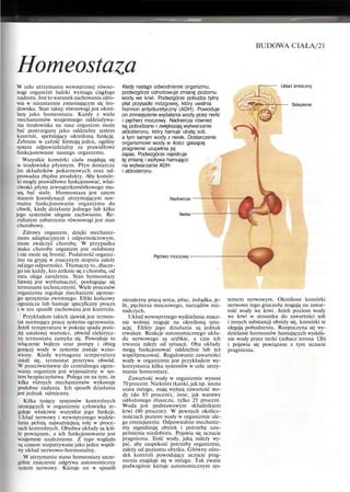 Homeostaza
BUDOWA CIAŁA/21
W celu utrzymania wewnętrznej równo-
wagi organizm ludzki wymaga ciągłego
nadzoru. Jest to warunek zachowania zdro-
wia w nieustannie zmieniającym się śro-
dowisku. Stan takiej równowagi jest okreś-
lany jako homeostaza. Każdy z wielu
mechanizmów wzajemnego oddziaływa-
nia środowiska na nasz organizm może
być postrzegany jako oddzielny system
kontroli, spełniający określoną funkcję.
Zebrane w całość formują jeden, ogólny
system odpowiedzialny za prawidłowe
funkcjonowanie naszego organizmu.
Wszystkie komórki ciała znajdują się
w środowisku płynnym. Płyn dostarcza
im składników pokarmowych oraz od-
prowadza zbędne produkty. Aby komór-
ki mogły prawidłowo funkcjonować, właś-
ciwości płynu zewnątrzkomórkowego mu-
szą być stałe. Homeostaza jest zatem
stanem koordynacji utrzymującym nor-
malne funkcjonowanie organizmu do
chwili, kiedy działanie jednego lub kilku
jego systemów ulegnie zachwianiu. Re-
zultatem zaburzenia równowagi jest stan
chorobowy.
Zdrowy organizm, dzięki mechaniz-
mom adaptacyjnym i odpornościowym,
może zwalczyć chorobę. W przypadku
ataku choroby organizm jest osłabiony
i nie może się bronić. Podatność organiz-
mu na grypę w znacznym stopniu zależy
od jego odporności. Tłumaczy to, dlacze-
go nie każdy, kto zetknie się z chorobą, od
razu ulega zarażeniu. Stan homeostazy
łatwiej jest wytłumaczyć, posługując się
terminami technicznymi. Wiele procesów
organizmu reguluje mechanizm ujemne-
go sprzężenia zwrotnego. Efekt końcowy
ogranicza lub hamuje specyficzny proces
i w ten sposób zachowana jest kontrola.
Przykładem takich zjawisk jest termos-
tat normujący pracę systemu ogrzewania.
Jeżeli temperatura w pokoju spada poni-
żej ustalonej wartości, obwód elektrycz-
ny termostatu zamyka się. Powoduje to
włączenie bojlera oraz pompy i obieg
gorącej wody w systemie zostaje wzno-
wiony. Kiedy wymagana temperatura
ustali się, termostat przerywa obwód.
W przeciwieństwie do centralnego ogrze-
wania organizm jest wyposażony w sys-
tem bezpieczeństwa. Polega on na tym, że
kilka różnych mechanizmów wykonuje
podobne zadania. Ich sposób działania
jest jednak odmienny.
Kilka tysięcy systemów kontrolnych
istniejących w organizmie człowieka re-
guluje właściwie wszystkie jego funkcje.
Układ nerwowy i wewnętrznego wydzie-
lania pełnią najważniejszą rolę w proce-
sach kontrolnych. Obydwa układy są ściś-
le powiązane, a ich funkcjonowanie jest
wzajemnie uzależnione. Z tego względu
są czasem rozpatrywane jako jeden wspól-
ny układ nerwowo-hormonalny.
W utrzymaniu stanu homeostazy szcze-
gólne znaczenie odgrywa autonomiczny
system nerwowy. Kieruje on w sposób
Kiedy nastąpi odwodnienie organizmu,
podwzgórze odnotowuje zmianę poziomu
wody we krwi. Podwzgórze pobudza tylny
płat przysadki mózgowej, który uwalnia
hormon antydiuretyczny (ADH). Powoduje
on zmniejszenie wydalania wody przez nerki
i pęcherz moczowy. Nadnercza również
są pobudzane i zwiększają wytwarzanie
aldosteronu, który hamuje utratę soli,
a tym samym wody z nerek. Dostarczenie
organizmowi wody w ilości gaszącej
pragnienie uzupełnia jej
zapas. Podwzgórze rejestruje
tę zmianę i wpływa hamująco
na wytwarzanie ADH
i aldosteronu.
Nadnercze
Nerka
Układ limbiczny
Sklepienie
Pęcherz moczowy -
niezależny pracą serca, płuc, żołądka, je-
lit, pęcherza moczowego, narządów roz-
rodczych.
Układ wewnętrznego wydzielania znacz-
nie wolniej reaguje na określoną sytu-
ację. Efekty jego działania są jednak
trwalsze. Reakcje autonomicznego ukła-
du nerwowego są szybkie, a czas ich
trwania zależy od sytuacji. Oba układy
mogą funkcjonować oddzielnie lub też
współpracować. Regulowanie zawartości
wody w organizmie jest przykładem wy-
korzystania kilku systemów w celu utrzy-
mania homeostazy.
Zawartość wody w organizmie wynosi
70 procent. Niektóre tkanki,jak np. istota
szara mózgu, mają wyższą zawartość wo-
dy (do 85 procent), inne, jak warstwy
odłożonego tłuszczu, tylko 25 procent.
Woda jest podstawowym składnikiem
krwi (80 procent). W pewnych okolicz-
nościach poziom wody w organizmie ule-
ga zmniejszeniu. Odpowiednie mechaniz-
my sygnalizują ubytek i potrzebę uzu-
pełnienia niedoboru. Pojawia się uczucie
pragnienia. Ilość wody, jaką należy wy-
pić, aby zaspokoić potrzeby organizmu,
zależy od poziomu ubytku. Główny ośro-
dek kontroli powodujący uczucie prag-
nienia znajduje się w mózgu. Tak zwane
podwzgórze kieruje autonomicznym sys-
temem nerwowym. Określone komórki
nerwowe tego gruczołu reagują na zawar-
tość wody we krwi. Jeżeli poziom wody
we krwi w stosunku do zawartości soli
i innych substancji obniży się, komórki te
ulegają pobudzeniu. Rozpoczyna się wy-
dzielanie hormonów hamujących wydala-
nie wody przez nerki (zobacz strona 126)
i pojawia się powiązane z tym uczucie
pragnienia.
 