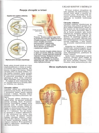 UKŁAD KOSTNY I SKORA/25
Pozycja chrząstki w krtani
Ciężkie lub szybkie oddechy
Chrząstka
nalewko
wata
Chrząstka
rścieniowata
Nagłośnia -
(chrząstka sprężysta)
Fałd
przedsionkowy i głosowy -
Crząstka tarczowata -
(jabłko Adama)
Krtań -
Tchawica -
Wytwarzanie dźwięku wysokiego
Każdy rodzaj chrząstki składa się z istoty
międzykomórkowej, w której są osadzo-
ne komórki oraz włókna białkowe, zbu-
dowane z kolagenu lub elastyny. Podział
chrząstki zależy od rodzaju włókien. Ce-
chą wspólną wszystkich typów chrząstki
jest brak naczyń krwionośnych. Składni-
ki pokarmowe przenikają do niej przez
okrywającą ją błonę zwaną ochrzęstną.
Błony wyściełające stawy wytwarzają maź.
Ze względu na różne właściwości fizycz-
ne, chrząstki dzieli się na chrząstkę szklis-
tą, włóknistą oraz sprężystą.
Chrząstka szklista
Chrząstka szklista jest niebieskobiałą,
półprzeźroczystą tkanką. W porównaniu
z pozostałymi typami zawiera najmniej
komórek i włókien. Wszystkie włókna
wchodzące w jej skład są utworzone z ko-
lagenu.
Z chrząstki szklistej zbudowany jest
szkielet płodu. Jej ogromne możliwości
rozwoju pozwalają około 45-centyme-
trowemu noworodkowi osiągnąć wzrost
dorosłej osoby. W chwili zakończenia
procesów wzrostu chrząstka szklista wy-
stępuje na zakończeniach kości w obrębie
stawów w postaci bardzo cienkiej warst-
wy (1-2 milimetry). Ten typ chrząst-
ki spotykamy w drogach oddechowych.
Z niej uformowany jest koniec nosa,
a także twarde, ale sprężyste chrząstki
budujące otaczające tchawicę i prowa-
dzące do płuc oskrzela. Chrząstka szklis-
ta stanowi przedłużenie końców żeber
i łączyje z mostkiem. W ten sposób bierze
udział w oddychaniu, umożliwiając ru-
chy klatki piersiowej.
Powyżej: Struktury podtrzymujące krtań
są zbudowane z chrząstki. Nagłośnię tworzy
chrząstka sprężysta, a pozostałe trzy organy,
zwane chrząstką tarczowata,
pierścieniowatą i nalewkowatą,
są zbudowane z chrząstki szklistej.
Struny głosowe są zbudowane
z elastycznych włókien.
Poniżej: Komórki chrząstki szklistej obecne
w płytce wzrostowej dzielą się, przesuwają
w dół kości i budują zwapniała substancję
międzykomórkową. Następnie komórki te
zamierają, pozostawiając wolną lukę.
Osteoblasty, aby zapełnić tę przestrzeń,
wytwarzają kość, która zajmuje miejsce
istoty międzykomórkowej.
W krtani struktury chrząstkowe nie
tylko spełniają rolę podtrzymującą, ale
również biorą udział w procesie wy-
twarzania głosu. Kontrolują ilość po-
wietrza przechodzącego przez krtań,
wpływając na wysokość wydawanego
dźwięku.
Chrząstka włóknista
Chrząstka włóknista charakteryzuje się
obecnością wielu grubych pęczków twar-
dych włókien kolagenowych. Dzięki ta-
kiej budowie ten typ chrząstki jest elas-
tyczny, ale równie wytrzymały. Obie ce-
chy są bardzo pożądane, gdyż tkanka
włóknista jest niezbędna pomiędzy krę-
gami kręgosłupa. Każdy kręg jest od-
dzielony od sąsiedniego krążkiem zbu-
dowanym z tej chrząstki. Obecność krąż-
ków międzykręgowych znacznie ogranicza
wstrząsy kręgosłupa, a także umożli-
wia utrzymanie wyprostowanej postawy
ciała.
Kręgosłup jest zbudowany z szeregu
małych kości, zwanych kręgami; ich na-
zwa jest uzależniona od pozycji w szkiele-
cie. Kręgi są oddzielone od siebie krąż-
kami międzykręgowymi, podobnymi do
baniek z galarety.
Każdy krążek międzykręgowy stanowi
strukturę, wewnątrz której znajduje się
galaretowaty, gęsty płyn, a z zewnątrz
jest okryty chrząstką włóknistą. Część
chrzestna, której powierzchnia jest sma-
Okres wydłużania się kości
Zwapniała
substancja
międzykomórl
 