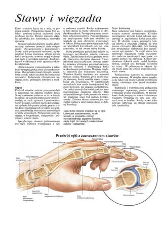 Stawy i więzadta
Kości szkieletu łączą się z sobą za po-
mocą stawów. Połączenia muszą być so-
lidne, powinny jednak zachować dużą
swobodę ruchu. Dzięki stawom szkie-
let człowieka jest konstrukcją niezwykle
sprawną.
Połączenia kości dzielimy na dwa głów-
ne typy: ruchome (stawy) i stałe (więzo-
zrosty, chrząstkozrosty i kościozrosty).
Stawy, czyli połączenia ruchome, są wy-
ścielone błoną maziową, dzięki czemu
kości połączone stawem mogą wykony-
wać ruch w szerokim zakresie. Ruch po-
łączeń włóknistych kości ogranicza tkan-
ka włóknista.
Oprócz stawów i więzozrostów w szkie-
lecie występują połączenia chrząstkozros-
towe. Duża elastyczność chrząstki umoż-
liwia szeroki zakres ruchów bez obecności
maziówki. Połączenia chrząstkowe wy-
stępują m.in. pomiędzy żebrami a most-
kiem.
Stawy
Podział stawów można przeprowadzić
w zależności od zakresu ruchów kości.
Stawy zawiasowe (obecne m.in. w łokciu
i kolanie) są stawamijednoosiowymi i po-
zwalają na ruch zginania i prostowania.
Stawy płaskie, których nazwa jest związa-
na z płaską lub prawie płaską powierzch-
nią kości występujących w takim połącze-
niu, umożliwiają nieznaczne przesunięcia
w wielu kierunkach. Połączenia takie wy-
stępują w kręgosłupie, nadgarstku i po-
między kośćmi stepu.
Specyficznym stawem jednoosiowym
jest staw śrubowy występujący w szyi
u podstawy czaszki. Ruchy wykonywane
w tym stawie to ruchy obrotowe w oby-
dwukierunkach. Tentyppołączenia umoż-
liwia odwracanie głowy. Praca polegająca
na przykręcaniu śrub jest możliwa ze
względu na staw obrotowy występujący
w łokciu. Połączenia pozwalające na ruch
we wszystkich kierunkach, jak np. staw
ramienny, to tak zwane stawy kuliste.
Stawy pomiędzy paliczkami palców są
typowym przykładem stawów zawiaso-
wych. Zakończenia kości są pokryte twar-
dą, elastyczną chrząstką stawową. Twar-
da błona otacza cały staw, tworząc toreb-
kę stawową, chroniącą go przed niepożą-
danymi ruchami i utrzymującą kości
w określonym położeniu. Wnętrze toreb-
ki stawowej jest wyścielone maziówką.
Warstwa tkanki maziowej jest czasami
bardzo cienka. Wydziela płyn zwany ma-
zią stawową, który nawilża stawy i zapo-
biega ich wyschnięciu. W określonych
warunkach staw może funkcjonować bez
mazi stawowej, nie ulegając uszkodzeniu.
Do takiej sytuacji dochodzi podczas reu-
matoidalnego zapalenia stawów. Stan
nieprawidłowego funkcjonowania warst-
wy maziowej musi być jednak krótko-
trwały. Zdrowa błona maziowa jest nie-
zwykle ważna w utrzymaniu stawu w dob-
rej kondycji.
Duża liczba stawów znajduje się w ręce.
Łatwo jest zaobserwować, w jaki
sposób, w przypadku ostrego
reumatoidalnego zapalenia stawów,
może dojść do trwałych zniekształceń
palców i nadgarstka.
Staw kolanowy
Staw kolanowy jest bardzo skompliko-
wanym stawem zawiasowym. Gładko
zaokrąglone kłykcie kości udowej spo-
czywają w zagłębieniu kości piszczelo-
wej. W obrębie stawu, pomiędzy koś-
cią udową a piszczelą znajdują się dwa
pasma chrząstki (łękotki). Ich funkcją
jest zwiększenie stabilności bez ograni-
czenia sprężystości. Ta część stawu ko-
lanowego najczęściej ulega uszkodze-
niu podczas sportowych wyczynów, co
często kończy się operacją. Kolano po-
zbawione łękotek może nadal funkcjo-
nować, jednak jest bardziej narażone
na urazy. W późniejszym okresie ży-
cia może dojść do zmian zwyrodnienio-
wych stawu.
Powierzchnie stawowe są smarowane
mazią stawową. W obrębie stawu znajdu-
ją się także tak zwane kaletki wypełnione
mazią, chroniące staw przed uszkodze-
niami.
Stabilność i wytrzymałość połączenia
stawowego zapewniają pasma warstwy
włóknistej zwane więzadłami. W prawid-
łowo funkcjonującym stawie kolanowym
więzadła występują po obu jego stro-
nach oraz w środku. Ruchy stawu kola-
nowego odbywają się dzięki mięśniom
uda i podudzia.
Przekrój ręki z zaznaczeniem stawów
Patoek bliższy
Kości śródręcza„ ~>JStaw międzypaliczkowy
"m I Staw
'^^r-|» międzypaliczkowy Paliczekdalszy
Staw
promieniowo-
-nadgarstkowy
 