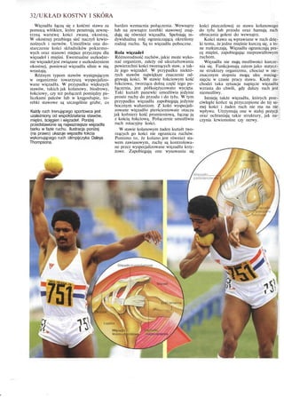 32/UKŁAD KOSTNY I SKÓRA
Więzadła łączą się z kośćmi stawu za
pomocą włókien, które penetrują zewnę-
trzną warstwę kości zwaną okostną.
W okostnej przebiega sieć naczyń krwio-
nośnych i nerwów. Umożliwia ona do-
starczenie kości składników pokarmo-
wych oraz stanowi miejsce przyczepu dla
więzadeł i mięśni. Ewentualne uszkodze-
nie więzadełjest związane z uszkodzeniem
okostnej, ponieważ więzadła silnie w nią
wrastają.
Różnym typom stawów występującym
w organizmie towarzyszą wyspecjalizo-
wane więzadła. W przypadku większych
stawów, takich jak kolanowy, biodrowy,
łokciowy, czy też połączeń pomiędzy pa-
liczkami palców lub w kręgosłupie, to-
rebki stawowe są szczególnie grube, co
Każdy ruch trenującego sportowca jest
uzależniony od współdziałania stawów,
mięśni, ścięgien i więzadeł. Poniżej
przedstawione są najważniejsze więzadła
barku w fazie ruchu. Ilustracja poniżej
(na prawo) ukazuje więzadła łokcia
wykonującego ruch olimpijczyka Daleya
Thompsona.
bardzo wzmacnia połączenia. Wewnątrz
lub na zewnątrz torebki stawowej znaj-
dują się również więzadła. Spełniają in-
dywidualną rolę ograniczającą określony
rodzaj ruchu. Są to więzadła poboczne.
Rola więzadeł
Różnorodność ruchów, jakie może wyko-
nać organizm, zależy od ukształtowania
powierzchni kości tworzących staw, a tak-
że jego więzadeł. W przypadku niektó-
rych stawów największe znaczenie od-
grywają kości. W stawie łokciowym kość
łokciowa, tworząca dolną część tego po-
łączenia, jest półksiężycowato wycięta.
Taki kształt panewki umożliwia jedynie
proste ruchy do przodu i do tyłu. W tym
przypadku więzadła zapobiegają jedynie
bocznym wahaniom. Z kolei wyspecjali-
zowane więzadło pierścieniowate otacza
jak kołnierz kość promieniową, łącząc ją
z kością łokciową. Połączenie umożliwia
ruch rotacyjny kości.
W stawie kolanowym żaden kształt two-
rzących go kości nie ogranicza ruchów.
Pomimo to, że kolano jest również sta-
wem zawiasowym, ruchy są kontrolowa-
ne przez wyspecjalizowane więzadła krzy-
żowe. Zapobiegają one wysuwaniu się
kości piszczelowej ze stawu kolanowego
do tyłu lub przodu oraz hamują ruch
obracania goleni do wewnątrz.
Kości stawu są wprawiane w ruch dzię-
ki temu, że jedne mięśnie kurczą się, a in-
ne rozkurczają. Więzadła ograniczają pra-
cę mięśni, zapobiegając nieprawidłowym
ruchom.
Więzadła nie mają możliwości kurcze-
nia się. Funkcjonują zatem jako statycz-
ne struktury organizmu, chociaż w nie-
znacznym stopniu mogą ulec rozciąg-
nięciu w czasie pracy stawu. Kiedy za-
chodzi taka sytuacja napięcie więzadła
wzrasta do chwili, gdy dalszy ruch jest
niemożliwy.
Istnieją także więzadła, których prze-
ciwległe końce są przyczepione do tej sa-
mej kości i żaden ruch nie ma na nie
wpływu. Utrzymują one w stałej pozycji
oraz ochraniają takie struktury, jak na-
czynia krwionośne czy nerwy.
Więzadło i Więzadło
kruczo-oMjczykows- kruczo-ramienn
 