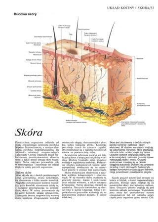 UKŁAD KOSTNY I SKORA/33
Budowa skóry
Ziarnistości barwnikowe
Łuski martwej skóry
(keratyna)
Receptor bólowy |
Melanocyt
Łodyga (trzon) włosa •—
Gruczoł łojowy
Mięsień prostujący włos -
Mieszek włosowy
Gruczoł apokrynowy
Cebulka wtosa
Włośniczki żylne
i tętnicze
' / Kolagen i włókna
elastyczne

Skóra
- Naskórek
- Skóra właściwa
Podskórna
tkanka tłuszczowa
Kolba Krausego
(receptor odczuwania zimna) Unerwienie mieszka włosowego,
gruczołów potowych i receptorów
skóry
Powierzchnię organizmu oddziela od
iświata zewnętrznego ochronna powłoka
[wspólna. Stanowi mocną, a zarazem elas-
tyczną powłokę nieprzepuszczalną dla
większości substancji rozpuszczalnych
i gazowych. Chroni organizm przed nie-
korzystnym promieniowaniem słonecz-
nym, a także przed inwazją flory bakte-
ryjnej. Skóra odgrywa przewodnią rolę
iw termoregulacji - zatrzymuje lub oddaje
ciepło w miarę potrzeb organizmu.
[Budowa skóry
[Skóra składa się z dwóch podstawowych
iczęści. Zewnętrzna, zwana naskórkiem,
'jest zbudowana z kilku warstw komórek.
-Najgłębiej położona jest warstwa rozrod-
cza, gdzie komórki nieustannie dzielą się,
a następnie przemieszczają na powierz-
chnię skóry. W miarę przesuwania się
ku górze komórki ulegają spłaszczeniu,
a następnie tworzą zrogowaciałą warstwę
zwaną keratyna. Zrogowaciałe komórki
ostatecznie ulegają złuszczeniu jako płas-
kie, ledwo widoczne płytki. Komórka
potrzebuje trzech do czterech tygodni,
aby przemieścić się z najniżej położonych
warstw na powierzchnię skóry.
Zewnętrzna ochronna warstwa jest ściś-
le połączona z leżącą pod nią skórą właś-
ciwą. Drobne brodawki skóry właściwej
wnikają w zagłębienia naskórka. Połącze-
nie obydwu podstawowych warstw skóry
najwyraźniej uwidacznia się na opusz-
kach palców w postaci linii papilarnych.
Skóra właściwa jest zbudowana z pęcz-
ków włókien kolagenowych i elastyno-
wych. W tej warstwie skóry osadzone są
gruczoły potowe, łojowe i apokrynowe
oraz mieszki włosowe, a także naczynia
krwionośne. Nerwy docierają również do
naskórka. Naczynia krwionośne są obec-
ne tylko w skórze właściwej. Włosy i wy-
prowadzenia gruczołów wydostają się na
powierzchnię poprzez kanaliki w skórze
właściwej.
Skóra jest zbudowana z dwóch różnych
warstw komórek: nabłonka i skóry
właściwej. W obydwu warstwach znajdują
się zakończenia nerwowe, które przekazują
odczucia bólu, ucisku, ciepła czy zimna.
Gruczoły potowe odgrywają ważną rolę
w termoregulacji, natomiast gruczoły łojowe
natłuszczają skórę i włosy. Gruczoły
apokrynowe rozwijają się w okresie
osiągania dojrzałości płciowej i są uznawane
za jedną z cech płciowych. Melanocyty,
będące komórkami produkującymi barwnik,
mogą powodować powstawanie piegów.
Każdy gruczoł potowy jest zwinięty na
końcu w kłębek, a kanał wyprowadzający
gruczołu, którego ujście znajduje się na
powierzchni skóry, jest wyłożony nabłon-
kiem. Gruczoły potowe znajdują się pod
kontrolą układu nerwowego. Wydzielanie
potu może być spowodowane stanem
emocjonalnym lub też potrzebą utraty
ciepła przez organizm (patrz strona 129).
 
