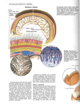 34/UKŁAD KOSTNY I SKÓRA
Budowa skalpu
Okostna
Wiotka tkanka łączna
Mięsień naczaszrj
i czepiec
ścięgnisty
Mięsień czołowy
Mięsień potyliczny
Szczegółowy przekrój skalpu ukazuje kilka
warstw tworzących tę nietypową część
skóry. Dzięki luźnej tkance łącznej mięśnie
skalpu mogą go poruszać. Mieszki włosowe
(na powiększeniu po prawej) są
odpowiedzialne za wytwarzanie i wzrost
włosów (na powiększeniu po lewej).
Gruczoły łojowe mają ujście do torebki
włosowej. Zbudowane są z wyspecjalizo-
wanych komórek naskórka, które produ-
kują łój skórny. Gruczoły te są najliczniej-
sze na głowie, twarzy, klatce piersiowej
i plecach. Kontrolowane przez hormony
płciowe natłuszczają włosy oraz skórę.
Gruczoły apokrynowe rozwijają się
w czasie osiągania dojrzałości płciowej.
Występują w skórze dołów pachowych,
w okolicach piersi i narządów płciowych.
Wydzielają substancje wonne i są uzna-
wane za jedną z cech płciowych. W po-
czątkowej fazie wydzielają gęstą, mleko-
podobną substancję.
Zarówno w naskórku, jak i w skórze
właściwej znajduje się sieć zakończeń ner-
wowych. Szczególnie silnie unerwione są
opuszki palców. Nerwy przekazują zarów-
no przyjemne odczucia ciepła i dotyku,
jak i zimna, ucisku, swędzenia oraz bólu,
który może wyzwolić odruchy obronne.
Włosy i paznokcie
Zarówno włosy, jak i paznokcie stanowią
specyficzną formę keratyny. Paznokcie są
strukturą martwą, wytwarzaną przez ży-
we komórki skóry. Uszkodzony pazno-
kieć nie krwawi ani nie boli. Widocz-
na część paznokcia zwana jest trzonem
paznokcia, a o jego kształcie decydują
czynniki genetyczne. Paznokieć jest oto-
czony z trzech stron fałdem skórnym.
Fałd ten jest najgłębszy od tyłu, gdzie
zakrywa korzeń paznokcia. U podsta-
wy znajduje się białe pole, tak zwany
Poniżej: Paznokieć jest
strukturąmartwą,wytwarzaną
przez żywe komórki skóry,
zlokalizowane w okolicy
korzenia paznokcia. Dzięki
silnemu unerwieniu skóry
znajdującej się pod
paznokciem jest on wrażliwy
na dotyk.
Trzon paznokcia
 