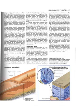 UKŁAD KOSTNY I SKORA /35
obłączek, najwyraźniej widoczny na kciu-
ku. Obłączek jest nieco grubszy niż pozo-
stała część, tak że naczynia krwionośne
znajdujące się pod nim są niewidoczne.
Paznokieć leży na podłożu, zwanym ma-
cierzą, utworzonym przez skórę właści-
wą. Komórki macierzy dzielą się: ich
górna warstwa grubieje i twardnieje,
a w momencie obumierania komórki tej
warstwy tworzą paznokieć. Zniszczenie
macierzy prowadzi do trwałej utraty paz-
nokcia.
Włos budują komórki zlokalizowane
w kanale zwanym mieszkiem włosa. Ist-
nieją dwa rodzaje włosów. Miękkie i pu-
szyste pokrywają całe ciało, z wyjąt-
kiem dłoni i spodniej strony stóp. Gru-
be, o określonym zabarwieniu, rosną
na głowie, brodzie oraz w okolicy ło-
nowej. Zewnętrzna, wystająca ponad
skórę martwa część włosa (zwana łody-
gą) jest zbudowana z keratyny. Dzie-
lące się komórki końca korzenia, osa-
dzone w łącznotkankowej, unaczynionej
brodawce, powodują wzrost włosa. Ko-
rzeń znajduje się w zagłębieniu skór-
nym zwanym mieszkiem włosa. W przy-
padku uszkodzenia korzenia proces po-
działu zostaje zahamowany i włos może
nigdy nie odrosnąć. W obrębie mieszka
znajduje się gruczoł łojowy oraz gład-
kie mięśnie przywłosowe. Skurcze tego
mięśnia, zachodzące w chwilach stra-
chu lub zimna, powodują wyprostowa-
nie włosa i efekt tak zwanej „gęsiej
skórki".
Dorosły człowiek ma na głowie około
120 tysięcy włosów. Osoby rude mają
ich trochę mniej, a blondyni więcej. Ro-
dzaj włosów zależy od ich struktury.
Delikatny, miękki meszek pokrywa tyl-
ko niektóre części ciała. Długie włosy
rosną na głowie, krótkie i sztywne two-
rzą brwi. Najdelikatniejsze są włosy jas-
ne, natomiast czarne - najgrubsze i naj-
bardziej szorstkie. W zależności od kształ-
tu łodygi wyróżnia się włosy proste lub
kręcone. Proste są w przekroju cylin-
dryczne. Kształt owalny mają włosy kręte
lub pofalowane, a kędzierzawe są spłasz-
czone.
Komórki wytwarzające keratynę two-
rzącą włosy należą do najszybciej dzie-
lących się struktur organizmu. W cią-
gu miesiąca powodują przyrost włosa
na głowie średnio do 1,25 centymetra.
Wzrost włosów nie zachodzi bez przer-
wy. Co 5 lub 6 miesięcy włos przechodzi
fazę spoczynku, podczas której wzrost
zostaje zahamowany. Korzeń włosa bę-
dącego w fazie spoczynku przybiera
kształt maczugi i traci swoje normalne
ubarwienie. Około 10 procent naszego
owłosienia na głowie znajduje się w danej
chwili w spoczynku. To właśnie włosy
w fazie spoczynku wydają się wychodzić
garściami podczas mycia głowy. Mieszki
włosowe nie są uszkodzone i po pew-
nym okresie rozpoczyna się normalny
wzrost włosa.
Pigmentacja skóry
Barwa skóry człowieka zależy od czar-
nego barwnika - melaniny. Może on
występować także we włosach i tęczów-
ce oka. Barwnik jest produkowany przez
komórki zwane melanocytami, które są
zlokalizowane w naskórku. Niezależ-
nie od rasy każda ludzka istota ma
w przybliżeniu tę samą liczbę melano-
cytów.
Ilość wytworzonej przez te komórki
melaniny jest jednak bardzo zróżnicowa-
na. U ras ciemnoskórych melanocyty są
większe i produkują więcej barwnika.
Mełanina chroni skórę przed szkodliwym
promieniowaniem ultrafioletowym. Im
skóra jest ciemniejsza, tym mniejsze praw-
dopodobieństwo poparzenia słoneczne-
go. Złożony proces chemiczny, w cza-
sie którego aminokwas tyrozyna ulega
przekształceniu w melaninę, zachodzi
przy zewnętrznej powierzchni każdego
melanocytu. Powstały barwnik przemie-
szcza się do centrum komórki, gdzie sta-
nowi osłonę dla bardzo wrażliwego jądra.
Działanieświatłasłonecznegolub sztucz-
nego ultrafioletowego stymuluje wytwa-
rzanie melaniny, jednocześnie powodu-
jąc opaleniznę. Wyprodukowany barw-
nik rozprzestrzenia się w skórze, dzięki
czemu przybiera ona ciemniejsze zabar-
wienie.
Reakcje skóry wystawionej na działa-
nie promieni słonecznych są osobnicze,
jednak każdy człowiek, z wyjątkiem al-
binosów, może się opalić przy odpowied-
niej dawce promieniowania. Kolor skóry
zależy również od ilości krwi przepływa-
jącej przez naczynia krwionośne skóry
oraz od naturalnego, żółtawego zabar-
wienia naskórka.
Bledniemy ze strachu, ponieważ małe
naczynia krwionośne zwężają się, nato-
miast w chwilach złości wzmożony prze-
pływ krwi sprawia, że gwałtownie czer-
wieniejemy. Siniejemy z zimna, kiedy
krew przepływająca przez naczynia za-
wiera więcej dwutlenku węgla.
O kolorze skóry decyduje ilość
produkowanej melaniny. Granulki barwnika
są wytwarzane w naskórku przez komórki
zwane melanocytami. Światło słoneczne
intensyfikuje działanie melanocytów.
Anatomia paznokcia
Obrąbek naskórkowy paznokcia
Normalna reakcja skóry
na światło słoneczne
Korzeń paznokcia
I— (miejsce jego
ożywionego wzrostu)
 