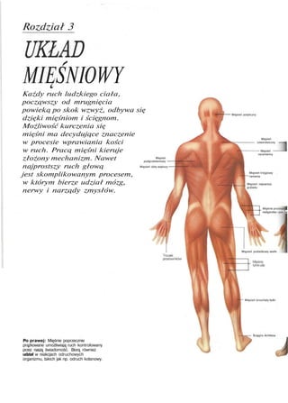 Rozdział 3
MIĘŚNIOWY
Każdy ruch ludzkiego ciała,
począwszy od mrugnięcia
powieką po skok wzwyż, odbywa się
dzięki mięśniom i ścięgnom.
Możliwość kurczenia się
mięśni ma decydujące znaczenie
w procesie wprawiania kości
w ruch. Pracą mięśni kieruje
złożony mechanizm. Nawet
najprostszy ruch głową
jest skomplikowanym procesem,
w którym bierze udział mózg,
nerwy i narządy zmysłów.
Mięsień potyliczny
Mięsień
podgrzebieniowy
Mięsień obły większy
Mięsień
czworoboczny
Mięsień
naramienny
Mięsień trójglowy
ramienia
Mięsień najszerszy
grzbietu
Po prawej: Mięśnie poprzecznie
prążkowane umożliwiają ruch kontrolowany
przez naszą świadomość. Biorą również
udział w reakcjach odruchowych
organizmu, takich jak np. odruch kolanowy.
Mięśnie proste
nadgarstka i palcowi
Mięsień pośladkowy wielki
Mięsień brzuchaty łydki
Ścięgno Achillesa
 