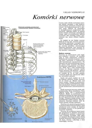UKŁAD NERWOWY/43
Komórki nerwowe
Zależności pomiędzy somatycznym
i autonomicznym układem nerwowym
Rdzeń kręgowy
•Trzonkręgu
Korzenie przednie nerwów
rdzeniowych (przenoszą
impulsy z ośrodkoweogo
kładu nerwowego)
Korzeń przedni i tylny, włókna
biegną do i od rdzenia
kręgowego. '
czuciowe
układu
somatycznego
(przenoszą
bodźcedo
ośrodkowego
układu
nerwowego) I
Nerwy układu
somatycznego
Początek nerwu
trzewnego (wspólczulnego)
Przekrój przez k
Zwój przykręgowy (ciała
komórkowe) układu
współczulnego
Wyrostek kolczysty
Korzeń tylny (czuciowy)
Korzeń przedni (ruchowy)
Zwój współczulny
przykręgowy
Płyn mózgowo-rdzeniowy
Dendryty (odgałęzienia nerwowe)
Czynne części układu nerwowego stano-
wią miliony nawzajem z sobą połączo-
nych komórek nerwowych zwanych neu-
ronami. Ich funkcjonowanie jest w pew-
nym sensie zbliżone do przewodów
w skomplikowanych urządzeniach elek-
trycznych: odbierają bodźce na jednym
krańcu układu nerwowego i przesyłają do
innego, gdzie są przekazywane dalszym
neuronom albo wywołują reakcje czyn-
nościowe (np. skurcz włókien mięśnio-
wych).
Ze względu na swe funkcje neurony
dzielą się na trzy typy: neurony czuciowe,
przenoszące informacje z narządów zmy-
słów do ośrodkowego układu nerwowe-
go, neurony pośrednie, przetwarzające
odebraną informację, oraz neurony ru-
chowe (efektorowe), które powodują ru-
chy dowolne i mimowolne.
Budowa neuronu
Neurony są zróżnicowane pod wzglę-
dem wielkości i kształtu, ale wszystkie
mają tę samą podstawową strukturę.
Podobnie jak wszystkie komórki, zawie-
rają jądro zawieszone w bańkowatym
ciele komórkowym (perykarionie). Na
obwodzie od ciała komórkowego odcho-
dzi pewna liczba wypustek tworzących
drzewkowate rozgałęzienia. Są to dend-
ryty. Obok nich z ciała komórkowego
wyrasta też dłuższa wypustka osiowa
zwana neurytem lub aksonem - główny
„kabel przewodzący" neuronu. Na koń-
cu rozpada się on na wiele gałązek,
z których każda jest zakończona kilko-
ma niewielkimi guzkami.
Każdy taki guzek znajduje się w du-
żej bliskości dendrytu innego neuronu,
ale nie dotyka go. Miejsce styku nosi
nazwę synapsy. Impulsy są przekazywa-
ne przez synapsę za pośrednictwem związ-
ków chemicznych zwanych przekaźnika-
mi lub mediatorami (neurotransmitera-
mi).
Każdy neuron jest otoczony cienką, pół-
przepuszczalną błoną komórkową, która
odgrywa ważną rolę w przekazywaniu
bodźców. Bodźce są wywoływane przez
pobudzenie jednego lub więcej dendrytów,
po czym są przenoszone do ciała komór-
kowego. Następnie zostają wysłane z ciała
komórkowego wzdłuż neurytu. Dla przy-
spieszenia transmisji bodźców wiele ak-
sonów posiada osłonkę mielinową.
Dotarłszy do zakończeń guzkowatych,
w pewnych okolicznościach bodziec może
przeskoczyć przez synapsę do dendrytu
przyległego neuronu i w ten sposób kon-
tynuować wędrówkę.
Neurony nie są jedynym typem komó-
rek spotykanych w układzie nerwowym.
W ośrodkowym układzie w dużych iloś-
ciach występują neurogleje (albo gleje),
a w układzie obwodowym znaleźć można
komórki Schwanna. Obydwa typy komó-
rek łączą, chronią i odżywiają, a także
wspomagają neurony.
 