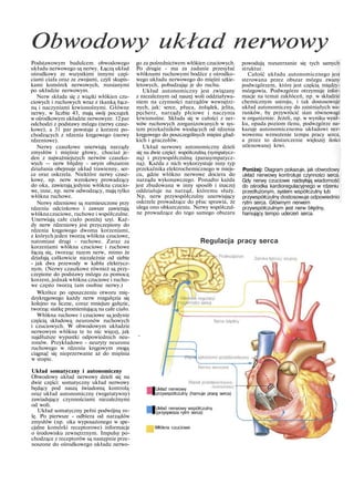 Obwodowy układ nerwowy
Podstawowym budulcem obwodowego
układu nerwowego są nerwy. Łączą układ
ośrodkowy ze wszystkimi innymi częś-
ciami ciała oraz ze zwojami, czyli skupis-
kami komórek nerwowych, rozsianymi
po układzie nerwowym.
Nerw składa się z wiązki włókien czu-
ciowych i ruchowych wraz z tkanką łącz-
ną i naczyniami krwionośnymi. Główne
nerwy, w liczbie 43, mają swój początek
w ośrodkowym układzie nerwowym: 12par
odchodzi z podstawy mózgu (nerwy czasz-
kowe), a 31 par powstaje z korzeni po-
chodzących z rdzenia kręgowego (nerwy
rdzeniowe).
Nerwy czaszkowe unerwiają narządy
zmysłów i mięśnie głowy, chociaż je-
den z najważniejszych nerwów czaszko-
wych — nerw błędny - swym obszarem
działania obejmuje układ trawienny, ser-
ce oraz oskrzela. Niektóre nerwy czasz-
kowe, np. nerw wzrokowy prowadzący
do oka, zawierają jedynie włókna czucio-
we, inne, np. nerw odwodzący, mają tylko
włókna ruchowe.
Nerwy rdzeniowe są rozmieszczone przy
rdzeniu odcinkowo i zawsze zawierają
włókna czuciowe, ruchowe i współczulne.
Unerwiają całe ciało poniżej szyi. Każ-
dy nerw rdzeniowy jest przyczepiony do
rdzenia kręgowego dwoma korzeniami,
z których jeden tworzą włókna czuciowe,
natomiast drugi - ruchowe. Zaraz za
korzeniami włókna czuciowe i ruchowe
łączą się, tworząc razem nerw, mimo że
działają całkowicie niezależnie od siebie
- jak dwa przewody w kablu elektrycz-
nym. (Nerwy czaszkowe również są przy-
czepione do podstawy mózgu za pomocą
korzeni, jednak włókna czuciowe i rucho-
we często tworzą tam osobne nerwy.)
Wkrótce po opuszczeniu otworu mię-
dzykręgowego każdy nerw rozgałęzia się
kolejno na liczne, coraz mniejsze gałęzie,
tworząc siatkę promieniującą na całe ciało.
Włókna ruchowe i czuciowe są jedynie
częścią składową neuronów ruchowych
i czuciowych. W obwodowym układzie
nerwowym włókna te to nic więcej, jak
najdłuższe wypustki odpowiednich neu-
ronów. Przykładowo - neuryty neuronu
ruchowego w rdzeniu kręgowym mogą
ciągnąć się nieprzerwanie aż do mięśnia
w stopie.
Układ somatyczny i autonomiczny
Obwodowy układ nerwowy dzieli się na
dwie części: somatyczny układ nerwowy
będący pod naszą świadomą kontrolą
oraz układ autonomiczny (wegetatywny)
zawiadujący czynnościami niezależnymi
od woli.
Układ somatyczny pełni podwójną ro-
lę. Po pierwsze - odbiera od narządów
zmysłów (np. oka wyposażonego w spe-
cjalne komórki receptorowe) informacje
o środowisku zewnętrznym. Impulsy po-
chodzące z receptorów są następnie prze-
noszone do ośrodkowego układu nerwo-
go za pośrednictwem włókien czuciowych.
Po drugie - ma za zadanie przesyłać
włóknami ruchowymi bodźce z ośrodko-
wego układu nerwowego do mięśni szkie-
letowych, pobudzając je do ruchu.
Układ autonomiczny jest związany
z niezależnym od naszej woli oddziaływa-
niem na czynności narządów wewnętrz-
nych, jak: serce, płuca, żołądek, jelita,
pęcherz, narządy płciowe i naczynia
krwionośne. Składa się w całości z ner-
wów ruchowych zorganizowanych w sys-
tem przekaźników wiodących od rdzenia
kręgowego do poszczególnych mięśni gład-
kich i gruczołów.
Układ nerwowy autonomiczny dzieli
się na dwie części: współczulną (sympatycz-
ną) i przywspółczulną (parasympatycz-
ną). Każda z nich wykorzystuje inny typ
przekaźnika elektrochemicznego w miejs-
cu, gdzie włókno nerwowe dociera do
narządu wykonawczego. Ponadto każda
jest zbudowana w inny sposób i inaczej
oddziałuje na narząd, któremu służy.
Np. nerw przywspółczulny unerwiający
oskrzele prowadzące do płuc sprawia, że
ulega ono obkurczeniu. Nerwy współczul-
ne prowadzące do tego samego obszaru
powodują rozszerzanie się tych samych
struktur.
Całość układu autonomicznego jest
sterowana przez obszar mózgu zwany
podwzgórzem, które jest częścią między-
mózgowia. Podwzgórze otrzymuje infor-
macje na temat zakłóceń, np. w składzie
chemicznym ustroju, i tak dostosowuje
układ autonomiczny do zaistniałych wa-
runków, by przywrócić stan równowagi
w organizmie. Jeżeli, np. w wyniku wysił-
ku, opada poziom tlenu, podwzgórze na-
kazuje autonomicznemu układowi ner-
wowemu wzmożenie tempa pracy serca,
a przez to dostarczenie większej ilości
utlenowanej krwi.
Poniżej: Diagram pokazuje, jak obwodowy
układ nerwowy kontroluje czynności serca.
Gdy nerwy czuciowe nadsyłają wiadomość
do ośrodka kardioregulacyjnego w rdzeniu
przedłużonym, system współczulny lub
przywspółczulny dostosowuje odpowiednio
rytm serca. Głównym nerwem
przywspółczulnym jest nerw błędny,
hamujący tempo uderzeń serca.
Regulacja pracy serca
IUkład nerwowy
przywspółczulny (hamuje pracę serca)
IUkład nerwowy współczulny
(przyspiesza rytm serca)
Włókna czuciowe
 