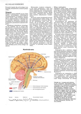 48/UKŁAD NERWOWY
Pozostałe impulsy idą aż do mózgu i tam
wywołują uświadomione wrażenie gorąca
i bólu.
Mózgowie
Mózgowie można podzielić na trzy różne
regiony: tyłomózgowie, śródmózgowie
i przodomózgowie. W każdym z tych ob-
szarów można z kolei wyróżnić odrębne
obszary odpowiedzialne za całkowicie róż-
ne czynności organizmu, wszystkie ko-
munikujące się za pomocą misternej siat-
ki połączeń z pozostałymi częściami móz-
gowia.
Największym składnikiem tyłomózgo-
wia jest móżdżek. Jest to narząd zwią-
zany głównie z czynnościami ruchowymi.
Wysyła sygnały, które sterują napięciem
mięśni koniecznym dla utrzymania pio-
nowej postawy ciała i równowagi. Współ-
działa również z obszarami ruchowymi
mózgu w celu koordynacji ruchów.
Pień mózgu łączący mózgowie z rdze-
niem kręgowym obejmuje część tyłomóz-
gowia, całość śródmózgowia i część przo-
domózgowia. To właśnie w pniu mózgu
gromadzą się i krzyżują wszystkie infor-
macje przybywające do mózgu i opusz-
czające go, jako że lewą połową naszego
ciała zawiaduje prawa strona mózgu i na
odwrót.
Różnorodne struktury mózgowia -
w tym rdzeń przedłużony i most oraz
układ siatkowaty aktywujący (twór siat-
kowaty śródmózgowia) - są odpowiedzial-
ne za właściwe czynności życiowe. Sterują
pracą serca, ciśnieniem krwi, przełyka-
niem, kaszlem, oddychaniem i świado-
mością.
Kontrola stopnia świadomości jest jed-
ną z najważniejszych funkcji mózgu. Za-
lew nadchodzących z otoczenia informa-
cji jest przesiewany przez twór siat-
kowaty. On też decyduje, które bodźce
są na tyle ważne, by powiadamiać o nich
korę mózgową. Drogi nerwowe prowa-
dzące z całego organizmu przechodzą
przez twór siatkowaty, łącząc się z nim
za pomocą odgałęzień włókien nerwowych,
i nieustannie karmią go strumieniem im-
pulsów elektrycznych powstających w ko-
mórkach nerwowych. Takie działanie po-
budza twór siatkowaty do „wystrzeliwa-
nia" impulsów do różych celów w mózgu,
tzn. właściwych im ośrodków, gdzie są
zbierane, kojarzone i gdzie zapoczątko-
wują odpowiednie reakcje. Jeśli siła na-
pędowa tworu siatkowatego ulegnie osła-
bieniu lub jeśli zostanie on wyłączony,
kora mózgowa przechodzi w stan bez-
czynności, co powoduje utratę świado-
mości.
Kontrola snu
Sygnały 2 mózgu
- Kora mózgu
Niepokojące
myśli
Bodźce wzrokowe
Bodźce pobudzające
mózg do czuwania
Alkohol i leki nasenne
Monotonia
Ciepło
Te skłaniają
do snu
Ośrodek snu i czuwania
(aktywujący układ siatkowaty)
Pień mózgu
Bodźce wstępujące z rdzenia kręgowego
Impulsy aktywujące rdzeń kręgowy
Ból i inne dolegliwości fizyczne
Te pobudzają nas do czuwania
Senność Lekki sen Głęboki sen Oczy zamknięte Czuwanie
Mózg i podwzgórze
Największą częścią całego mózgowia jest
położone w przodomózgowiu kresomóz-
gowie. Mózg człowieka, będący na znacz-
nie wyższym poziomie rozwoju ewolucyj-
nego niż mózg zwierząt, jest narządem
fundamentalnym dla funkcji myślenia,
pamięci, świadomości i wyższych proce-
sów umysłowych. Pozostałe części móz-
gowia nadsyłają tu wszelkie informacje
w celu podjęcia decyzji.
Kresomózgowie jest podzielone na
dwie równe części, tzw. półkule mózgowe.
Łączą się z sobą za pomocą grubego
pęczka włókien nerwowych, zwanego cia-
łem modzelowatym lub spoidłem wielkim
mózgu. Chociaż każda półkula jest lus-
trzanym odbiciem drugiej, posiadają one
całkowicie odmienne funkcje, a porozu-
miewają się między sobą głównie za po-
średnictwem ciała modzelowatego.
W środku półkul mózgowych mieszczą
się skupienia istoty szarej (komórek ner-
wowych) noszące miano jąder podsta-
wy mózgu. Stanowią one złożony sys-
tem koordynacji czynności mięśni, któ-
ry pozwala ciału wykonywać pewne ty-
py ruchów w sposób swobodny i auto-
matyczny. Zjawisko to zaobserwować
można np. podczas kołysania ramion
w trakcie marszu, w mimice twarzy i uło-
żeniu kończyn przed wstawaniem lub
chodzeniem.
Podwzgórze leży u podstawy mózgu,
pod obiema półkulami mózgowymi. Znaj-
duje się bezpośrednio pod innym ważnym
narządem przodomózgowia, a mianowi-
cie wzgórzem, będącym stacją przekaź-
nikową między rdzeniem kręgowym a pół-
kulami mózgowymi.
Podwzgórze jest w rzeczywistości sku-
pieniem wyspecjalizowanych ośrodków
nerwowych, połączonych z innymi waż-
nymi obszarami mózgu, a także z przysad-
ką mózgową. W tym rejonie mózgu od-
bywa się regulacja tak ważnych czyn-
ności, jak jedzenie, sen i utrzymanie ciep-
łoty ciała. Podwzgórze jest również ściśle
powiązane z układem dokrewnym, czyli
układem wydzielania wewnętrznego (patrz
Rozdział 5).
Podwzgórze jest wyposażone w drogi
nerwowe łączące się z układem limbicz-
nym (rąbkowym), ściśle powiązanym
z ośrodkami węchowymi mózgowia. Ta
część mózgu komunikuje się również
Ośrodek snu i czuwania jest położony
w pniu mózgowym. Stymulowany przez
informacje m.in. o wrażeniach zmysłowych,
przekazuje je dalej do kory mózgowej,
która decyduje o zapadaniu w sen
lub pozostawaniu w stanie czuwania.
Ośrodek snu reaguje również na impulsy
odkorowe, w efekcie czego, gdy nachodzą
nas niepokojące myśli, przewracamy się
z boku na bok, nie mogąc zasnąć.
Podobnie spokój, ciepło, niektóre środki
farmakologiczne, nawet monotonia,
sprawiają, że ogarnia nas senność.
Fale mózgowe zmieniają się w zależności
od stanu pobudzenia: senności, snu
lub czuwania.
 