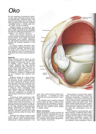 Oko
W celu wyjaśnienia mechanizmu działa-
nia oka często porównuje sieje do apara-
tu fotograficznego najwyższej klasy. Aby
jednak w pełni pojąć, jak to się dzieje, że
świat zewnętrzny jest widoczny wewnątrz
•niewielkiej komory w środku gałki ocz-
nej, należy zacząć od podstaw.
Najlepiej przyjąć, że światło to pew-
nego rodzaju nośnik informacji. Bez wzglę-
du na źródło rozchodzi się we wszystkich
kierunkach i odbija od przedmiotów, po-
zwalając w ten sposób je zobaczyć.
Należy tutaj również wspomnieć, że
chociaż zazwyczaj światło porusza się po
prostej drodze, może ulegać załamaniu
przechodząc przez niektóre substancje,
np. odpowiednio ukształtowane soczewki
aparatu lub soczewki tkankowe w oku
ludzkim.
Co więcej, stopień załamania moż-
na precyzyjnie regulować poprzez zmia-
ny krzywizn soczewki. Promienie świa-
tła mogą zostać załamane do środka,
czyli skupione, przez co otrzymamy po-
mniejszone, lecz wierne obrazy przedmio-
tów.
Rogówka
Kiedy promień światła wpada do oka,
pierwszą przeszkodą, na jaką napotyka,
jest okrągłe, przezroczyste „okno" - zwa-
ne rogówką - jedna z dwóch soczewek
ocznych. Rogówka jest silną soczewką
o stałej ogniskowej. Moc optyczna ro-
gówki stanowi około dwóch trzecich cał-
kowitej mocy optycznej oka, choć ma
zaledwie pół milimetra grubości w czę-
ści środkowej i milimetr w miejscach zejś-
cia się z białkiem oka zwanym twar-
dówką.
Rogówka składa się z pięciu warstw.
Zewnętrzną warstwę o grubości pię-
ciu komórek stanowi nabłonek przed-
ni, który odpowiada powłoce skórnej.
Pod nim leży elastyczna, włóknista war-
stwa Bowmana, następnie twarda (naj-
grubsza) warstwa zrębowa zbudowana
z kolagenu. Zręby zapobiegają infek-
cjom rogówki, gdyż są siedliskiem róż-
nych typów antygenów zwalczających
zakażenia; podejrzewa się również, że
zrąb pomaga pokonywać zapalenia ro-
gówki.
Następną po zrębie warstwą jest śród-
błonek o grubości zaledwie jednej ko-
mórki. Ta cienka powłoka dba o to, by
rogówka była stale przezroczysta, i za-
pewnia zrównoważony poziom wody na-
pływającej od oka do rogówki. Jej komór-
ki nie mają zdolności regeneracyjnych,
dlatego uszkodzenia lub choroby śród-
błonka grożą trwałym kalectwem oka.
Ostatnia, sprężysta warstwa nosi nazwę
blaszki granicznej tylnej lub błony Des-
cemeta.
Nabłonek jest pokryty warstwą cieczy
łzowej. Bez łez rogówka byłaby pozba-
wiona ochrony przed drobnoustrojami
bakteryjnymi, zanieczyszczeniami i ku-
Komora przednia
Tęczówka
Soczewka
Obwódka -
rzęskowa
Mięsień
rzęskowy 
rzem. Ciecz łzowa stanowi również war-
stwę optyczną - w wypadku jej braku
nabłonek traci przezroczystość i mato-
wieje.
Po przejściu przez rogówkę promień
światła wpada do jedej z dwóch komór
wewnętrznych oka, określanej w termino-
logii medycznej komorą przednią. Wypeł-
niona jest ona wodnistą cieczą, będącą
w ciągłym obiegu.
Błona naczyniowa
Błona naczyniowa to nazwa używana na
określenie obszaru obejmującego trzy od-
dzielne struktury położone w centrum
gałki ocznej: naczyniówkę, ciało rzęsko-
we i tęczówkę, które łącznie bywają nazy-
wane warstwą naczyniową.
Naczyniówka to cienka błona wyście-
łająca przestrzeń pomiędzy zewnętrzną,
ochronną twardówką a siatkówką. Jest
wypełniona naczyniami krwionośnymi
i tworzy drobną siatkę, obejmującą swym
zasięgiem niemal całą gałkę oczną. W jej
skład wchodzą tkanki pomocnicze zawie-
rające zmienną ilość barwnika; zapobiega
to wielokrotnym odbiciom światła w tyl-
nej części oka, zakłócającym nasze po-
strzeganie.
Ciało rzęskowe to pierścieniowate zgru-
bienie powstałe z fragmentu błony naczy-
niowej. Zadaniem tego narządu jest ako-
modacja soczewki (poprzez ruchy mięśnia
rzęskowego), pozwalająca uzyskać ostry
obraz przedmiotów, oraz produkcja cie-
czy wodnistej - płynu krążącego w komo-
 