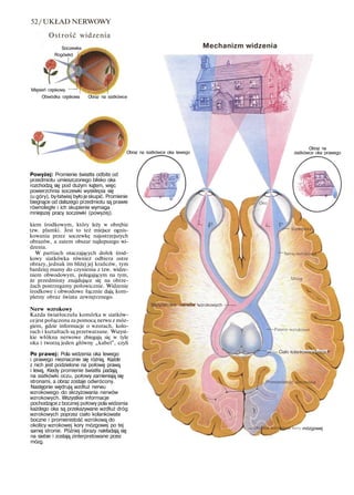 52/UKŁAD NERWOWY
Ostrość widzenia
Soczewka
Rogówkd
Mechanizm widzenia
Mięsień rzęskowy
Obwódka rzęskowa Obraz na siatkówce
Obraz na siatkówce oka lewego
Obraz na
siatkówce oka prawego
Powyżej: Promienie światła odbite od
przedmiotu umieszczonego blisko oka
rozchodzą się pod dużym kątem, więc
powierzchnia soczewki wysklepia się
(u góry), byłatwiej byłojeskupić. Promienie
biegnące od dalszego przedmiotu są prawie
równoległe i ich skupienie wymaga
mniejszej pracy soczewki (powyżej).
kiem środkowym, który leży w obrębie
tzw. plamki. Jest to też miejsce ognis-
kowania przez soczewkę najostrzejszych
obrazów, a zatem obszar najlepszego wi-
dzenia.
W partiach otaczających dołek środ-
kowy siatkówka również odbiera ostre
obrazy, jednak im bliżej jej krańców, tym
bardziej mamy do czynienia z tzw. widze-
niem obwodowym, polegającym na tym,
że przedmioty znajdujące się na obrze-
żach postrzegamy połowicznie. Widzenie
środkowe i obwodowe łącznie dają kom-
pletny obraz świata zewnętrznego.
Nerw wzrokowy
Każda światłoczuła komórka w siatków-
cejest połączona za pomocą nerwu z móz-
giem, gdzie informacje o wzorach, kolo-
rach i kształtach są przetwarzane. Wszyst-
kie włókna nerwowe zbiegają się w tyle
oka i tworzą jeden główny „kabel", czyli
Po prawej: Pola widzenia oka lewego
i prawego nieznacznie się różnią. Każde
z nich jest podzielone na połowę prawą
i lewą. Kiedy promienie światła padają
na siatkówki oczu, połowy zamieniają się
stronami, a obraz zostaje odwrócony.
Następnie wędrują wzdłuż nerwu
wzrokowego do skrzyżowania nerwów
wzrokowych. Wszystkie informacje
pochodzące z bocznej połowy pola widzenia
każdego oka są przekazywane wzdłuż dróg
wzrokowych poprzez ciało kolankowate
boczne i promienistość wzrokową do
okolicy wzrokowej kory mózgowej po tej
samej stronie. Później obrazy nakładają się
na siebie i zostają zinterpretowane przez
mózg.
Ski/v/ov..irnr nerwów wzrokowych
— — Ciało kolankowarai.boczr1
mózgowej
 