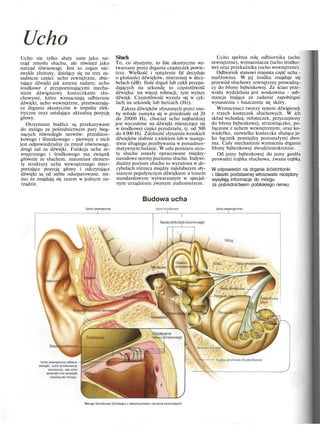 Ucho
Ucho nie tylko służy nam jako na-
rząd zmysłu słuchu, ale również jako
narząd równowagi. Jest to organ nie-
zwykle złożony, dzielący się na trzy za-
sadnicze części: ucho zewnętrzne, zbie-
rające dźwięki jak antena radaru; ucho
środkowe z przypominającymi mecha-
nizm dźwigniowy kosteczkami słu-
chowymi, które wzmacniają odbierane
dźwięki; ucho wewnętrzne, przetwarzają-
ce drgania akustyczne w impulsy elek-
tryczne oraz ustalające aktualną pozycję
głowy.
Otrzymane bodźce są przekazywane
do mózgu za pośrednictwem pary bieg-
nących równolegle nerwów: przedsion-
kowego i ślimakowego - pierwszy z nich
jest odpowiedzialny za zmysł równowagi,
drugi zaś za dźwięki. Funkcja ucha ze-
wnętrznego i środkowego ma związek
głównie ze słuchem, natomiast elemen-
ty struktury ucha wewnętrznego inter-
pretujące pozycję głowy i odczytujące
dźwięki są od siebie odseparowane, mi-
mo że znajdują się razem w jednym na-
rządzie.
Słuch
To, co słyszymy, to fale akustyczne wy-
twarzane przez drgania cząsteczek powie-
trza. Wielkość i natężenie fal decyduje
o głośności dźwięków, mierzonej w decy-
belach (dB). Ilość drgań lub cykli przypa-
dających na sekundę to częstotliwość
dźwięku: im więcej wibracji, tym wyższy
dźwięk. Częstotliwość wyraża się w cyk-
lach na sekundę lub hercach (Hz).
Zakres dźwięków słyszanych przez oso-
by młode zamyka się w przedziale od 20
do 20000 Hz, chociaż ucho najbardziej
jest wyczulone na dźwięki mieszczące się
w środkowej części przedziału, tj. od 500
do 4 000 Hz. Zdolność słyszenia wysokich
dźwięków słabnie z wiekiem lub w następ-
stwie długiego przebywania w ponadnor-
matywnym hałasie. W celu pomiaru utra-
ty słuchu zostały opracowane między-
narodowe normy poziomu słuchu. Indywi-
dualny poziom słuchu to wyrażona w de-
cybelach różnica między najsłabszym sły-
szanym pojedynczym dźwiękiem a tonem
standardowym wytwarzanym w specjal-
nym urządzeniu zwanym audiometrem.
Ucho spełnia rolę odbiornika (ucho
zewnętrzne), wzmacniacza (ucho środko-
we) oraz przekaźnika (ucho wewnętrzne).
Odbiornik stanowi mięsista część ucha -
małżowina. W jej środku znajduje się
przewód słuchowy zewnętrzny prowadzą-
cy do błony bębenkowej. Ze ścian prze-
wodu wydzielana jest woskowina - sub-
stancja mająca za zadanie zapobiegać
wysuszeniu i łuszczeniu się skóry.
Wzmacniacz tworzy system dźwigienek
z trzech kosteczek słuchowych. W ich
skład wchodzą: młoteczek, przyczepiony
do błony bębenkowej, strzemiączko, po-
łączone z uchem wewnętrznym, oraz ko-
wadełko, niewielka kosteczka służąca ja-
ko łącznik pomiędzy pozostałymi dwo-
ma. Cały mechanizm wzmacnia drgania
błony bębenkowej dwudziestokrotnie.
Od jamy bębenkowej do jamy gardła
prowadzi trąbka słuchowa, zwana trąbką
W odpowiedzi na drgania śródchtonki
i blaszki podstawnej włosowate receptory
wysyłają informacje do mózgu
za pośrednictwem pobliskiego nerwu.
Ucho zewnętrzne
_L
Budowa ucha
Ucho środkowe Ucho wewnętrzne
X Okienko ślimaka
Trąbka słuchowa (Eustachiusza)

Ucho zewnętrzne odbiera
dźwięki, ucho środkowe je
wzmacnia, zaś ucho
wewnętrzne przesyła
impulsy do mózgu.
Narząd ślimakowy (Cortiego) z zakończeniami nerwów słuchowych
 