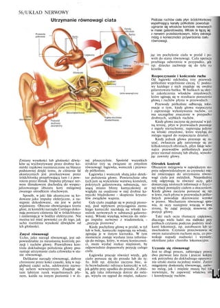 56/UKŁAD NERWOWY
Utrzymanie równowagi ciata
Przewody
półkoliste
Płyn
srodchlfllowy
Ucho wewnętrzne
Trąbka słuchowa
(Eustachiusza)
Zmiany wysokości lub głośności dźwię-
ków są wychwytywane przez drobne ko-
mórki rzęskowe rozmieszczone na blaszce
podstawnej dzięki temu, że ciśnienie fal
akustycznych jest przekazywane przez
śródchłonkę przepływającą tam i z pow-
rotem przez ślimak. Impulsy płynące ner-
wem ślimakowym dochodzą do wyspec-
jalizowanego obszaru kory mózgowej
zwanego ośrodkiem słuchowym.
Sposób, w jaki fale akustyczne są ko-
dowane jako impulsy elektryczne, a na-
stępnie dekodowane, nie jest w pełni
wyjaśniony. Obecnie obowiązująca teoria
głosi, że komórki narządu Cortiego doko-
nują pomiaru ciśnienia fal w śródchłonce
i zamieniają je w bodźce elektryczne. Nie
można też mieć pewności co do tego, jak
ucho rozróżnia wysokość dźwięków od
ich głośności.
Zmysł równowagi
Ucho, jako narząd równowagi, jest od-
powiedzialne za nieustanną kontrolę po-
zycji i ruchów głowy. Prawidłowa kon-
trola dokładnego położenia głowy gwa-
rantuje utrzymanie ciała człowieka w sta-
nie równowagi.
Delikatne narządy równowagi, dobrze
chronione przez kości czaszki, leżą w naj-
głębszej części ucha, adekwatnie nazwa-
nej uchem wewnętrznym. Znajduje się
tam labirynt rurek wypełnionych pły-
nem, każda na innym poziomie i w in-
nej płaszczyźnie. Spośród wszystkich
struktur trzy są związane ze zmysłem
równowagi: łagiewka, woreczek i przewo-
dy półkoliste.
Łagiewka i woreczek służą jako detek-
tor położenia głowy. Powierzchnie obu
tych jam są wyścielone warstwą komórek,
pokrytych galaretowatą substancją, no-
szącą miano błony kamyczkowej ze
względu na osadzone w niej drobne ka-
myczki błędnikowe - skupienia kryszta-
łów związków wapnia.
Gdy ciało znajduje się w pozycji piono-
wej, pod wpływem przyciągania ziems-
kiego kamyczki naciskają na włoski ko-
mórek nerwowych w substancji galareto-
watej. Włoski wysyłają wówczas do móz-
gu impulsy nerwowe z wiadomością -
„pozycja pionowa".
Kiedy pochylimy głowę w przód, w tył
lub w bok, kamyczki napierają na włoski,
zginając je w innym kierunku. W tym
momencie zostaje wysłana inna informa-
cja do mózgu, który, w miarę koniecznoś-
ci, może wysłać rozkaz mięśniom, by
odpowiednio dopasowały pozycję całego
ciała.
Łagiewka pracuje również wtedy, gdy
ciało porusza się do przodu lub do ty-
łu. Jeśli np. dziecko zaczyna biec, si-
ła bezwładności odrzuca kamyczki w tył,
jak gdyby przy upadku do przodu. Z chwi-
lą, gdy taka informacja dotrze do móz-
gu, wysyła on sygnał do mięśni, nakazu-
Podczas ruchów ciała płyn śródchłonkowy
wypełniający kanały półkoliste powoduje
uginanie się włosków komórek nerwowych
w masie galaretowatej. Włoski te łączą się
z nerwem przedsionkowym, który ostrzega
mózg o konieczności przywrócenia ciału
równowagi.
jąc im pochylenie ciała w przód i po-
wrót do stanu równowagi. Cała operacja
przebiega odwrotnie w przypadku, gdy
np. dziecko zachwieje się do tyłu na
krześle.
Rozpoczynanie i kończenie ruchu
Od łagiewki odchodzą trzy przewody
półkoliste wypełnione cieczą. U podsta-
wy każdego z nich znajduje się owalna
galaretowata bańka. W bańkach są ukry-
te zakończenia włosków zmysłowych,
które uginają się w rezultacie poruszenia
głową i ruchów płynu w przewodach.
Przewody półkoliste odbierają infor-
macje o tym, kiedy głowa rozpoczyna
i zaprzestaje wykonywania ruchów, co
ma szczególne znaczenie w przypadku
drobnych, szybkich ruchów.
Kiedy głowa zaczyna się poruszać w jed-
ną stronę, płyn w przewodach pozostaje
z reguły nieruchomy, napierając jedynie
na włoski zmysłowe, które wysyłają do
mózgu sygnał do rozpoczęcia działań.
Kiedy jednak głowa przestaje się ru-
szać, zwłaszcza gdy zatrzymuje się po
kilkakrotnych obrotach, płyn faluje wew-
nątrz przewodów półkolistych jeszcze
przez niemal minutę lub dłużej, wywołu-
jąc zawroty głowy.
Ośrodek kontroli
Obszarem mózgowia w największym sto-
pniu odpowiedzialnym za czynności mię-
śni zmierzające do utrzymania równo-
wagi ciała jest móżdżek. Niepoślednią
rolę odgrywają tu również oczy, gdyż
dostarczają istotnych informacji o fizycz-
nej relacji pomiędzy ciałem a otoczeniem.
Kiedy głowa zaczyna poruszać się np.
w lewo, ruch płynu w przewodach półko-
listych powoduje skierowanie wzroku
w prawo. Mechanizm równowagi spra-
wia, że oczy następnie wracają w lewą
stronę, by zająć pozycję stosowną do
pozycji głowy.
Taki ruch oczu tłumaczy częściowo,
dlaczego wielu ludzi ma mdłości przy
próbach czytania podczas podróży środ-
kami lokomocji, np. autobusem lub sa-
mochodem. Czytanie przeciwstawia się
owym naturalnym ruchom oczu, co pro-
wokuje napady nudności i wymioty,
określane jako choroba lokomocyjna.
Uczenie się równowagi
Jest to długi proces, zabierający prawie
dwa pierwsze lata życia i jeszcze kolejny
rok potrzebny do dokładnego opanowa-
nia sztuki stania na jednej nodze. Zanim
osiągniemy doskonałą równowagę, zarów-
no mózg, jak i mięśnie muszą być tak
rozwinięte, by zapewnić właściwą siłę
i koordynację ruchów. LJ
 